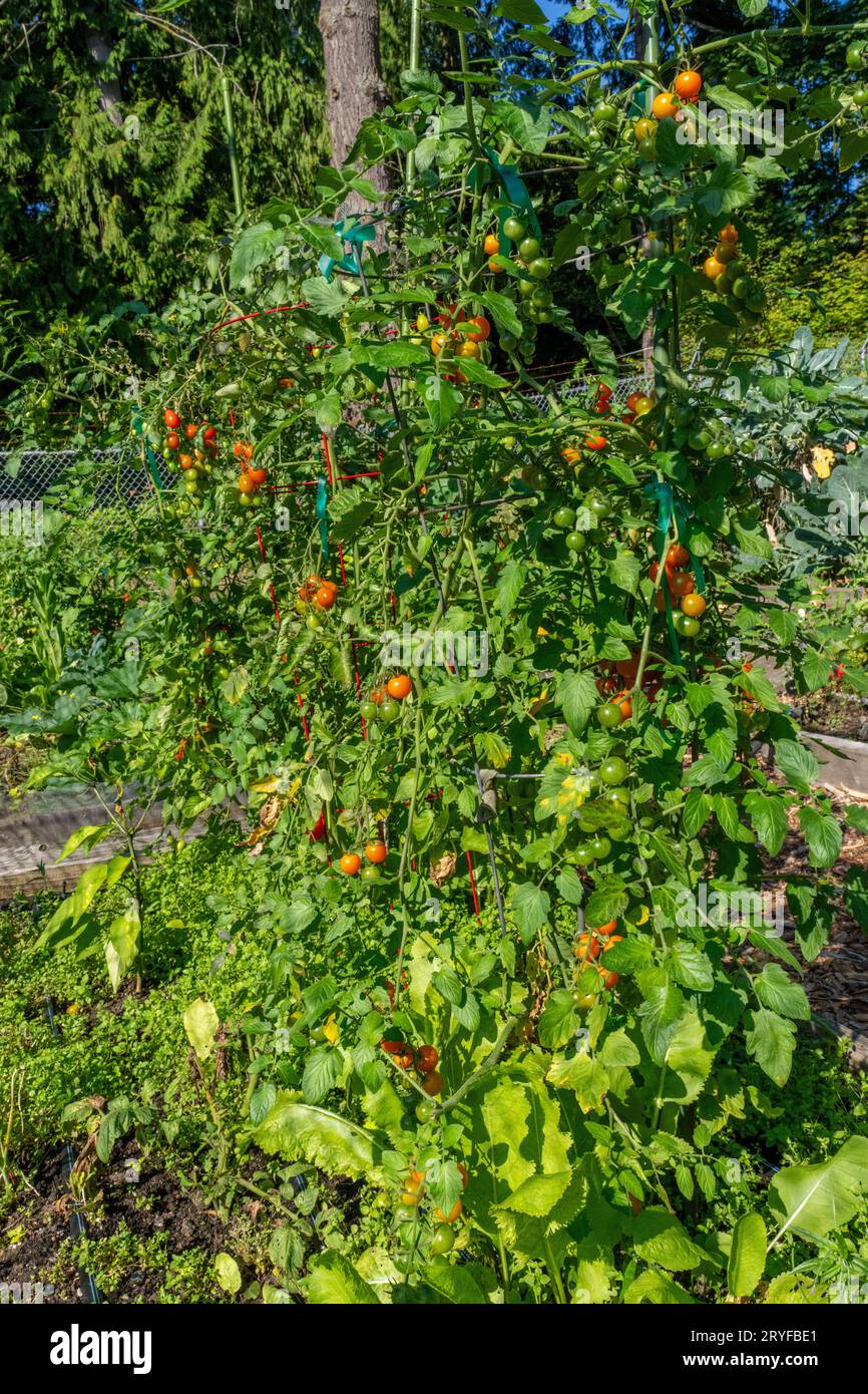 Issaquah, Washington, USA. Pomodori ciliegini che crescono in gabbie con pomodori maturi. Le varietà sono Sungold, quindi Cherry Roma e Super Nova Tomatoes. Foto Stock