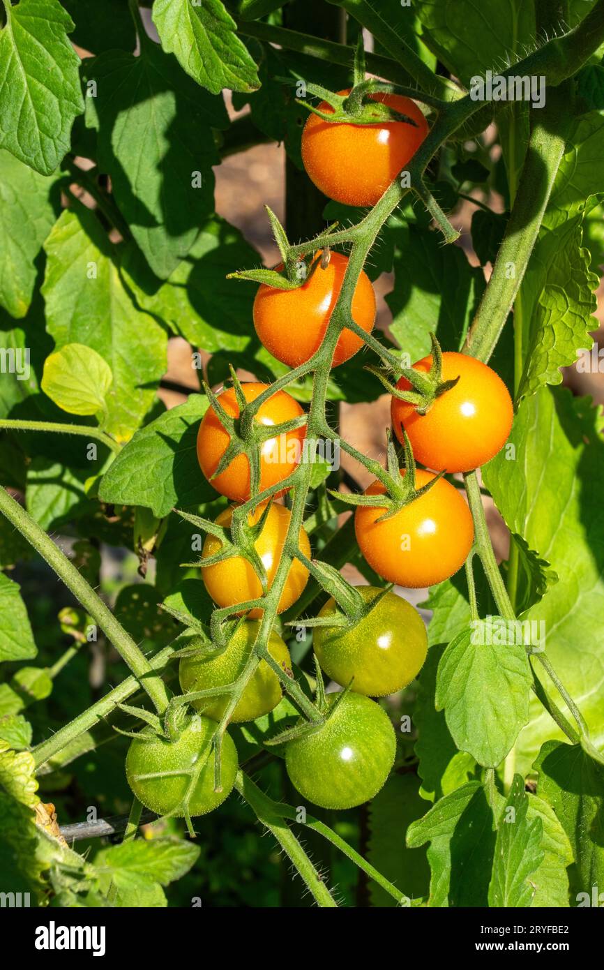 Issaquah, Washington, USA. Primo piano dei pomodori Sungold in varie fasi di maturazione. Foto Stock