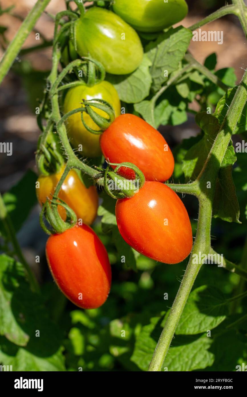Issaquah, Washington, USA. Pomodori Super Nova Grape sulla vite in varie fasi di maturazione. Foto Stock