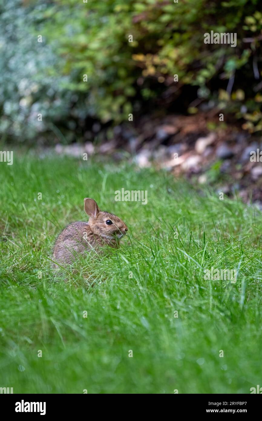 Issaquah, Washington, USA. Brush Rabbit seduto in un prato. Si tratta di un piccolo coniglio con zampe corte e coda corta. Foto Stock