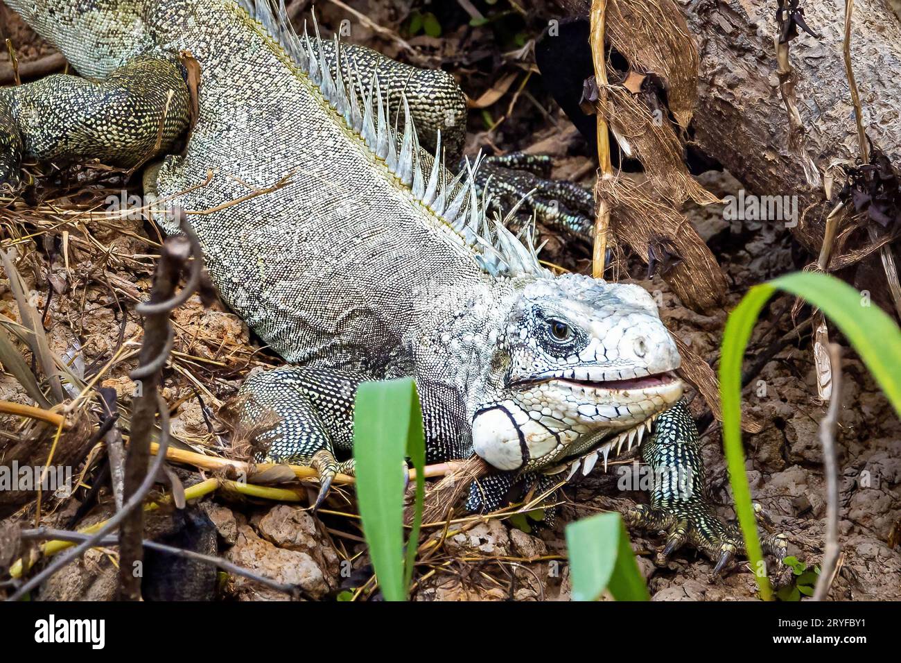 Primo piano sull'iguana adulta nel ritratto della foresta pluviale di amazon Foto Stock