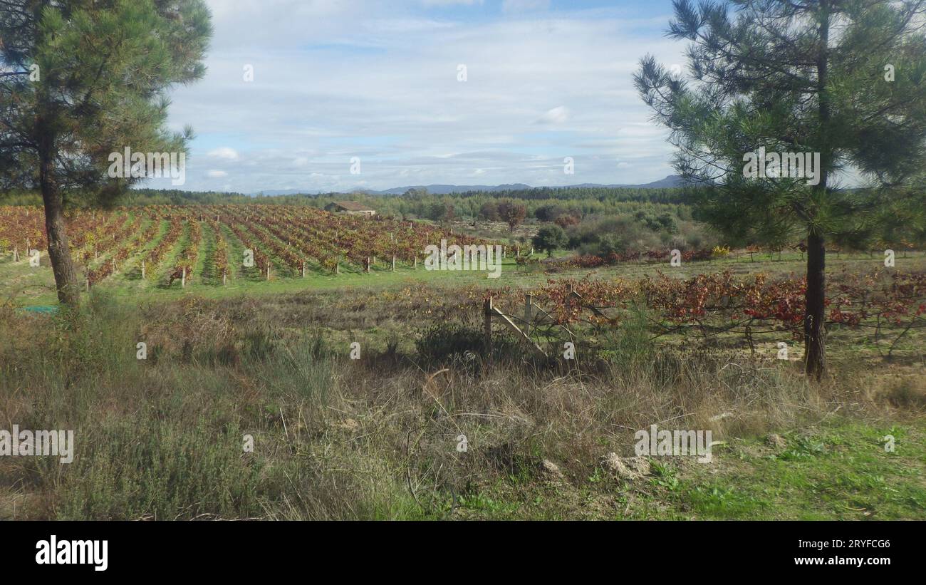 Un vigneto e un vigneto in Portogallo Foto Stock