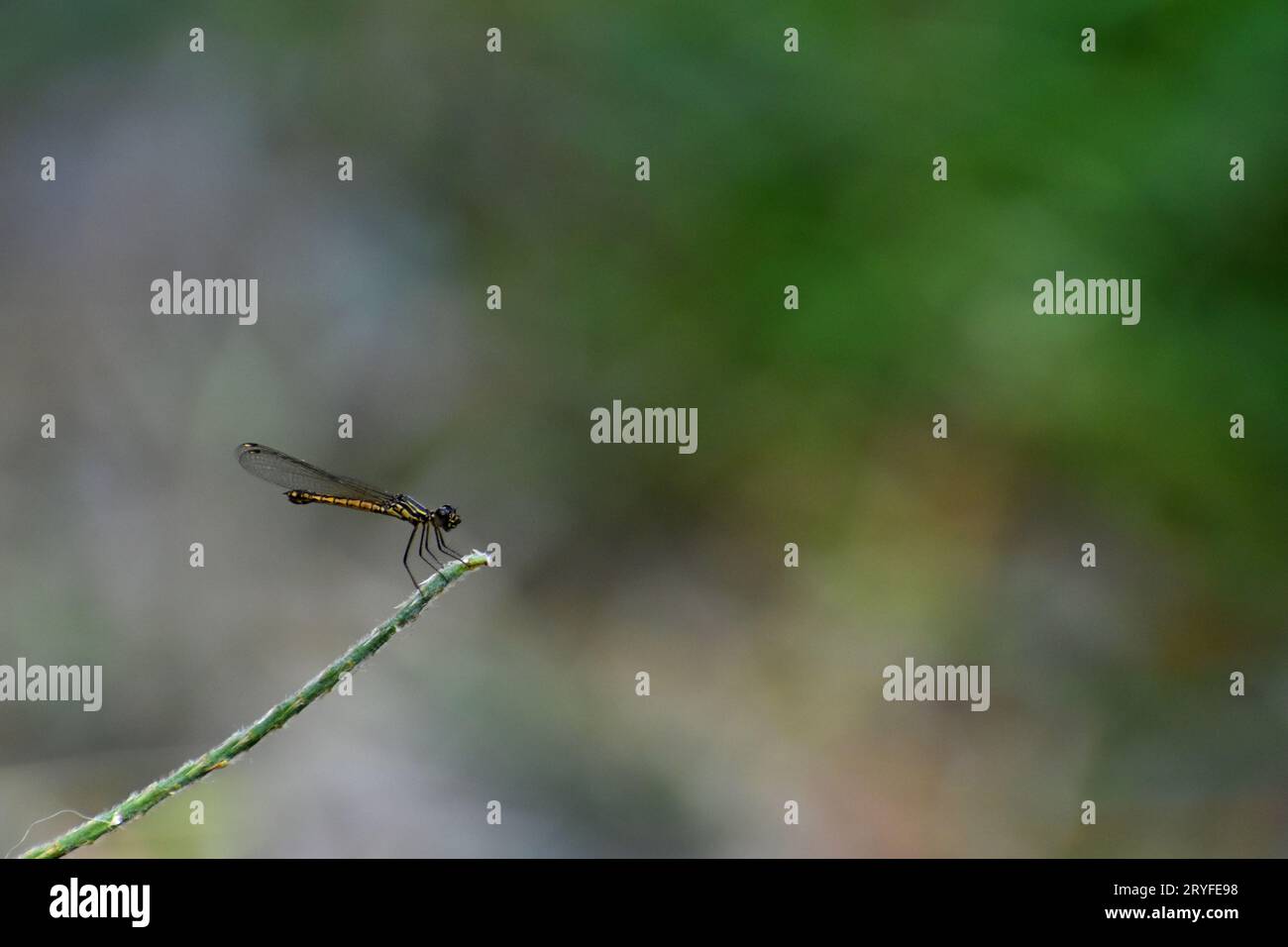 Un gioiello dorato di dragonfly arroccato sulla punta della pianta. Libellago lineata. Giava, Indonesia, Foto Stock