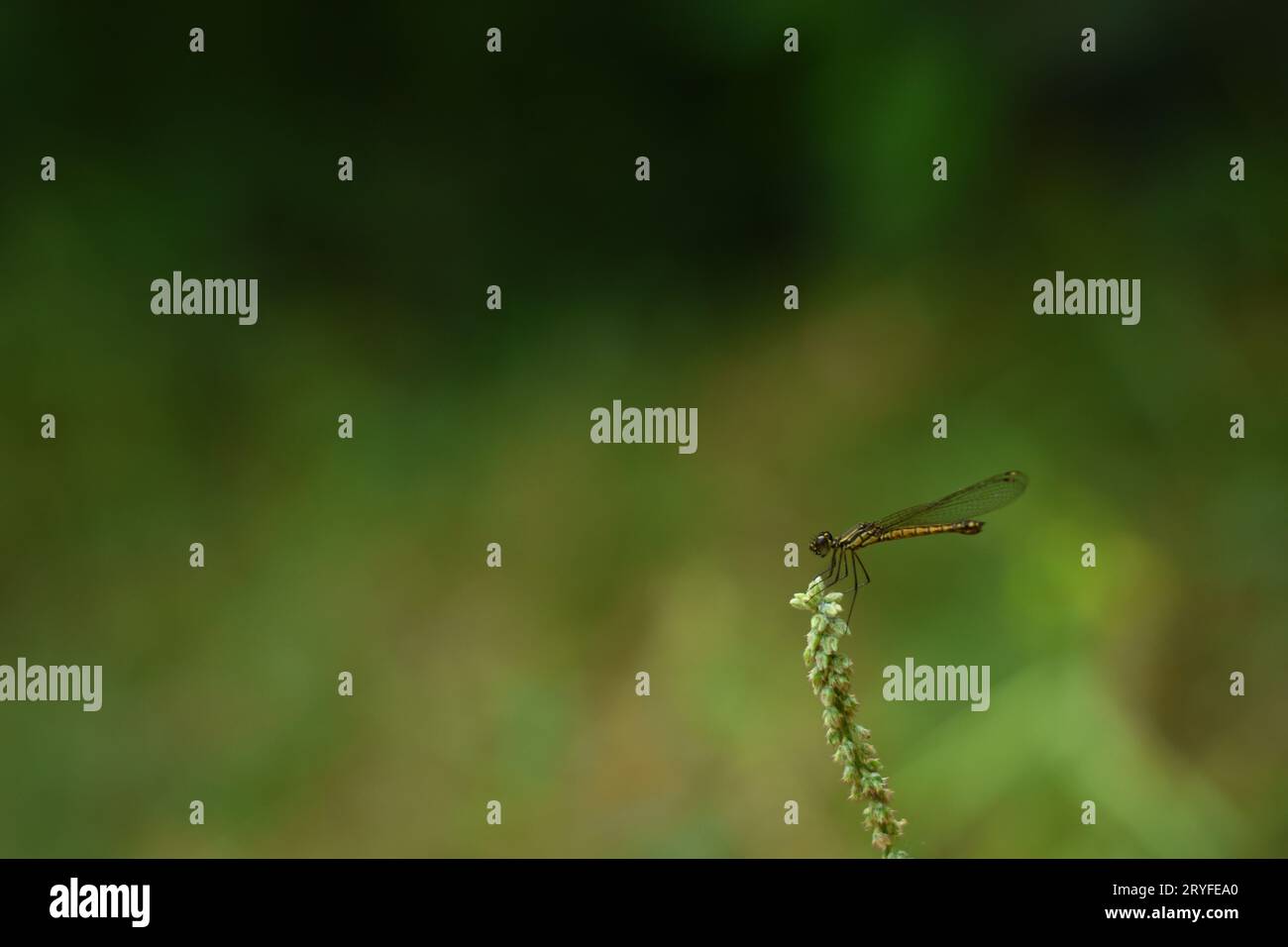 Una libellula di una gemma dorata arroccata sulla punta della pianta contro il terreno di arrivo del bokeh. Libellago lineata. Giava, Indonesia, Foto Stock