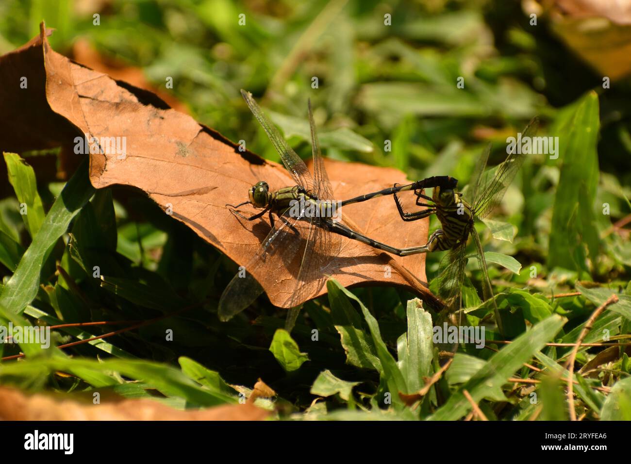 Libellule che si accoppiano su foglie secche. Giava, Indonesia Foto Stock