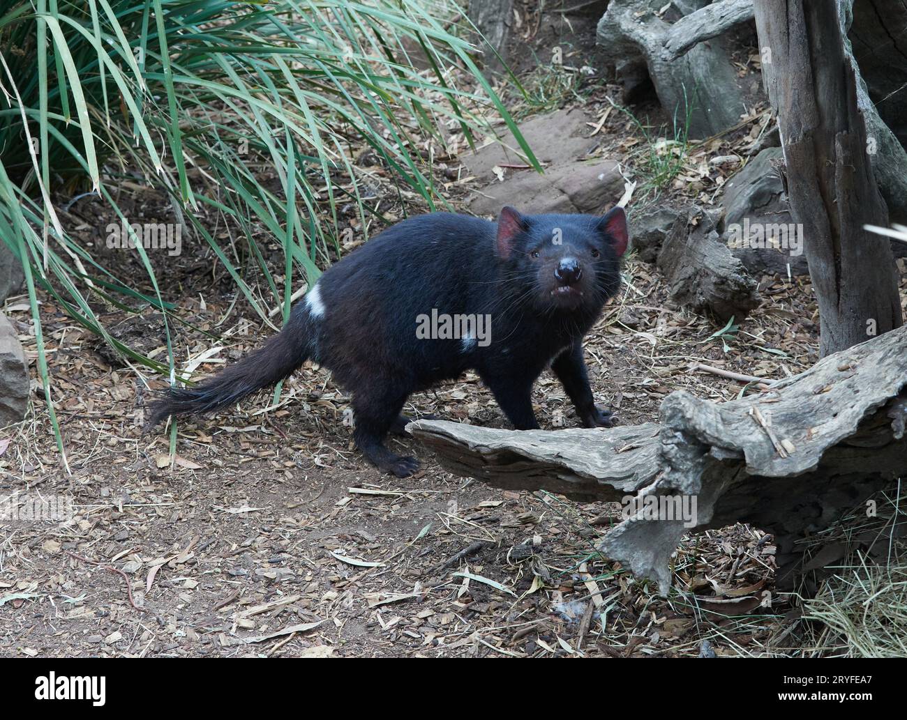 Tasmanian Devil - marsupiale endemico della Tasmania Foto Stock