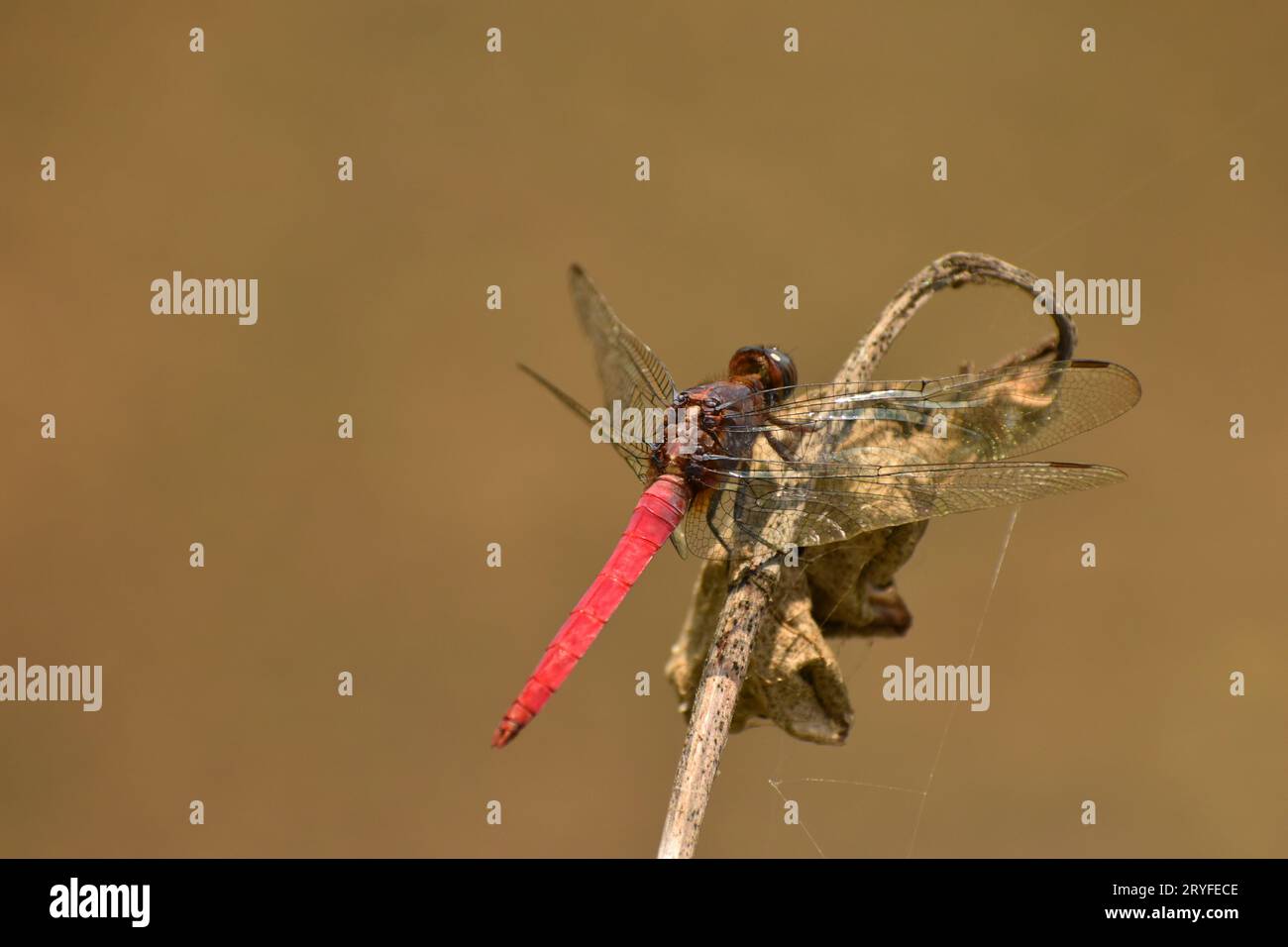 Dragonfly appollaiato su piante secche su sfondo bokeh. Foto Stock