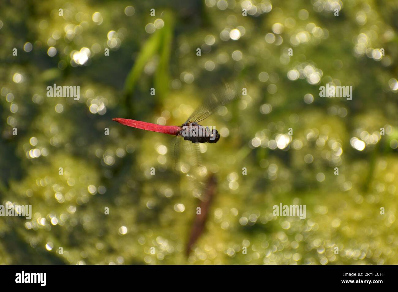 Libellula rossa e blu che si libra sopra il flusso d'acqua. Giava, Indonesia Foto Stock