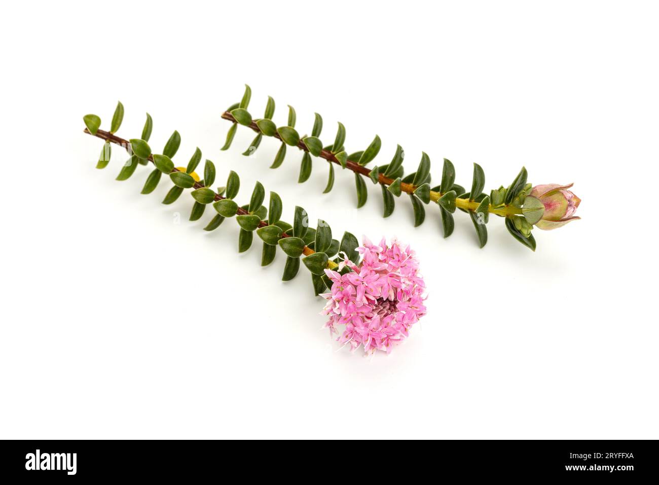 Ramoscello di rosea Pimelea con fiore in piena fioritura isolato su sfondo bianco Foto Stock