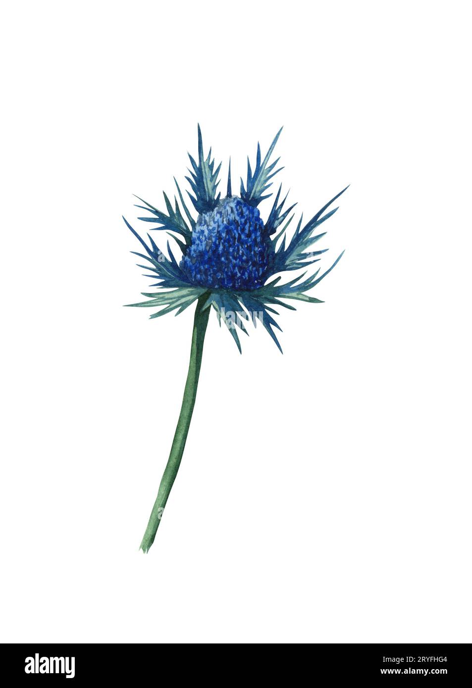 Acquerello Fiore di Thistle blu. Matrimonio arrossire floreale. Illustrazione isolato e modificabile Foto Stock