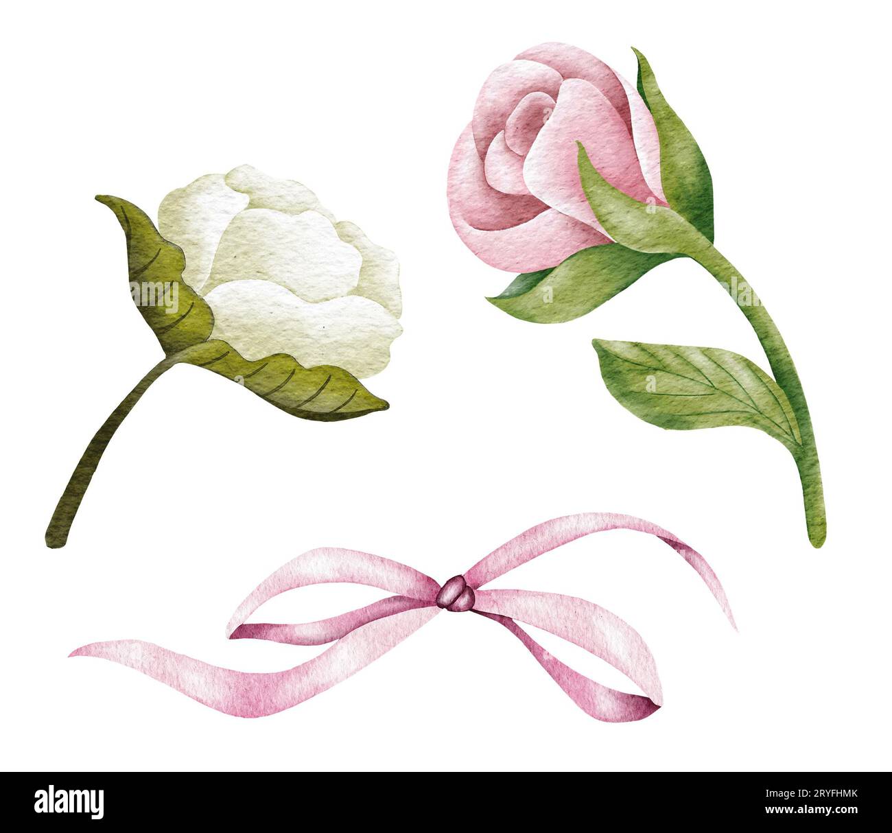 Acquerello rosa e bianco fiori di rosa, foglie verdi, fiori chiusi. Delicata illustrazione ad acquerello Foto Stock