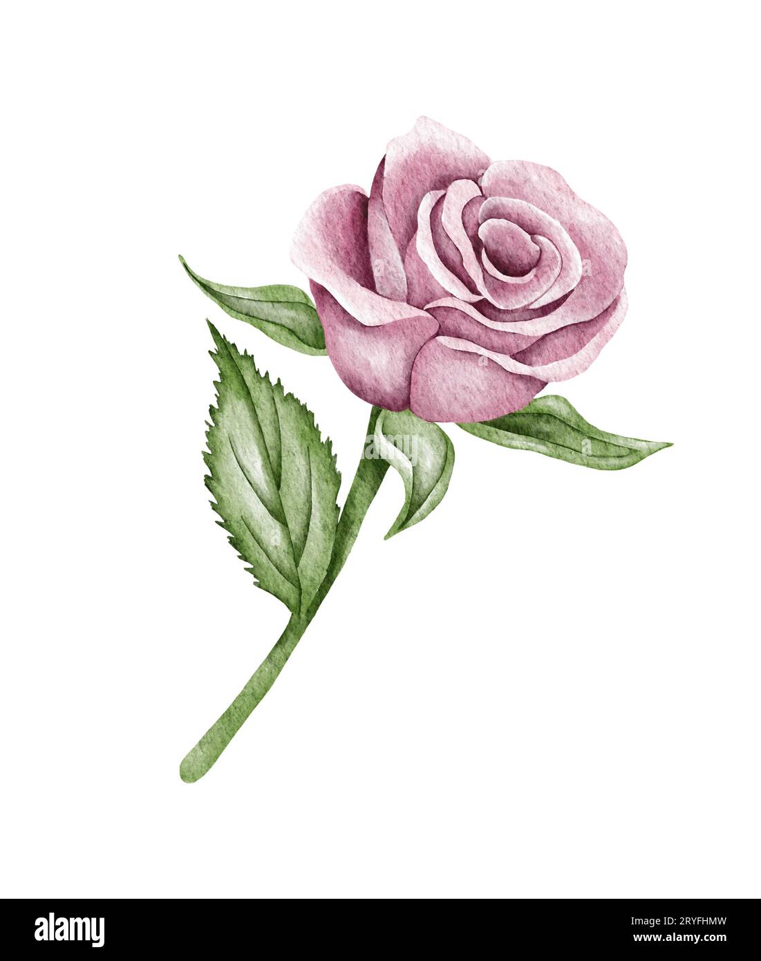 Acquerello rosa fiore di rosa, foglie verdi, fiore chiuso. Delicata illustrazione ad acquerello Foto Stock