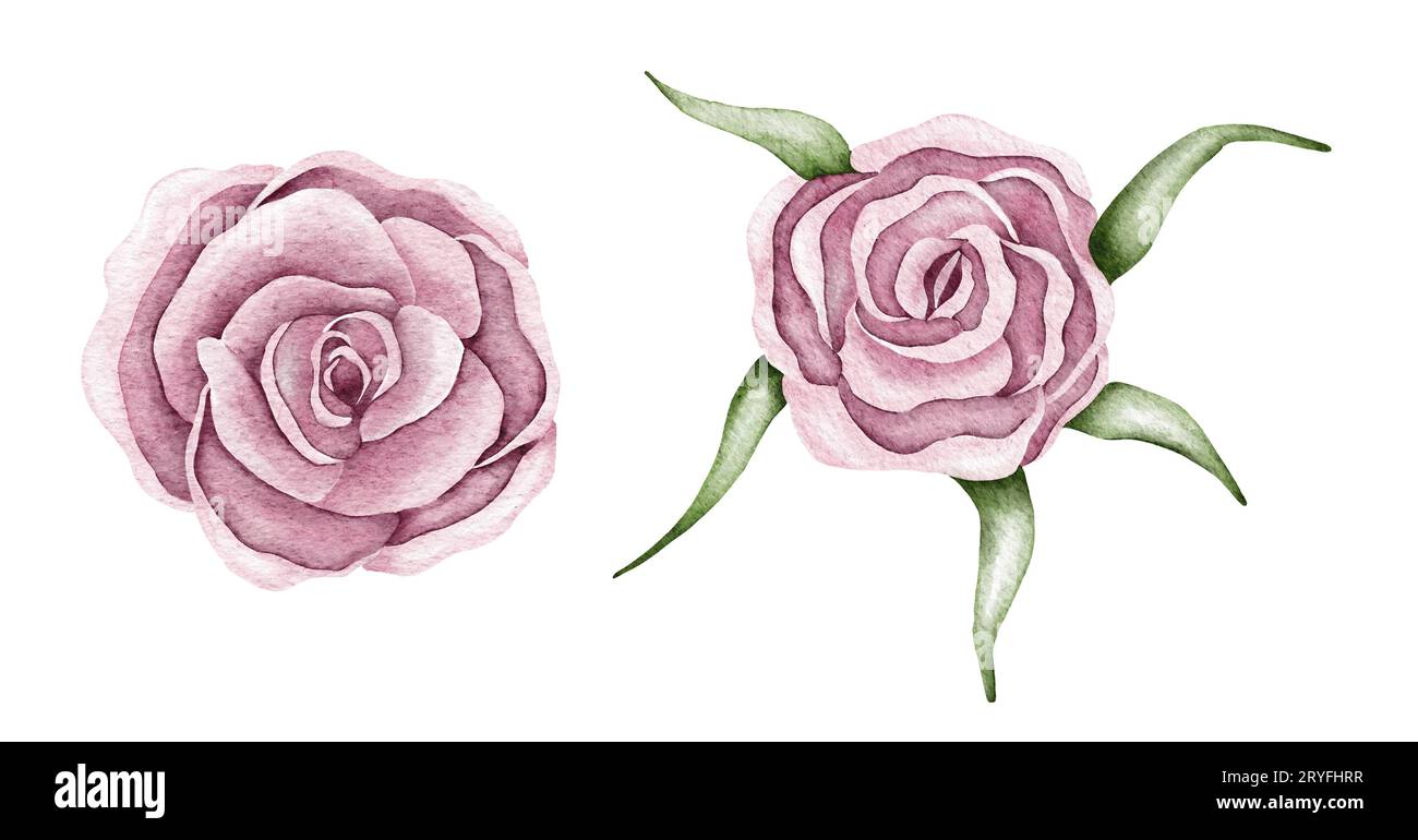 Acquerello rosa fiore di rosa, foglie verdi, fiore chiuso. Delicata illustrazione ad acquerello Foto Stock