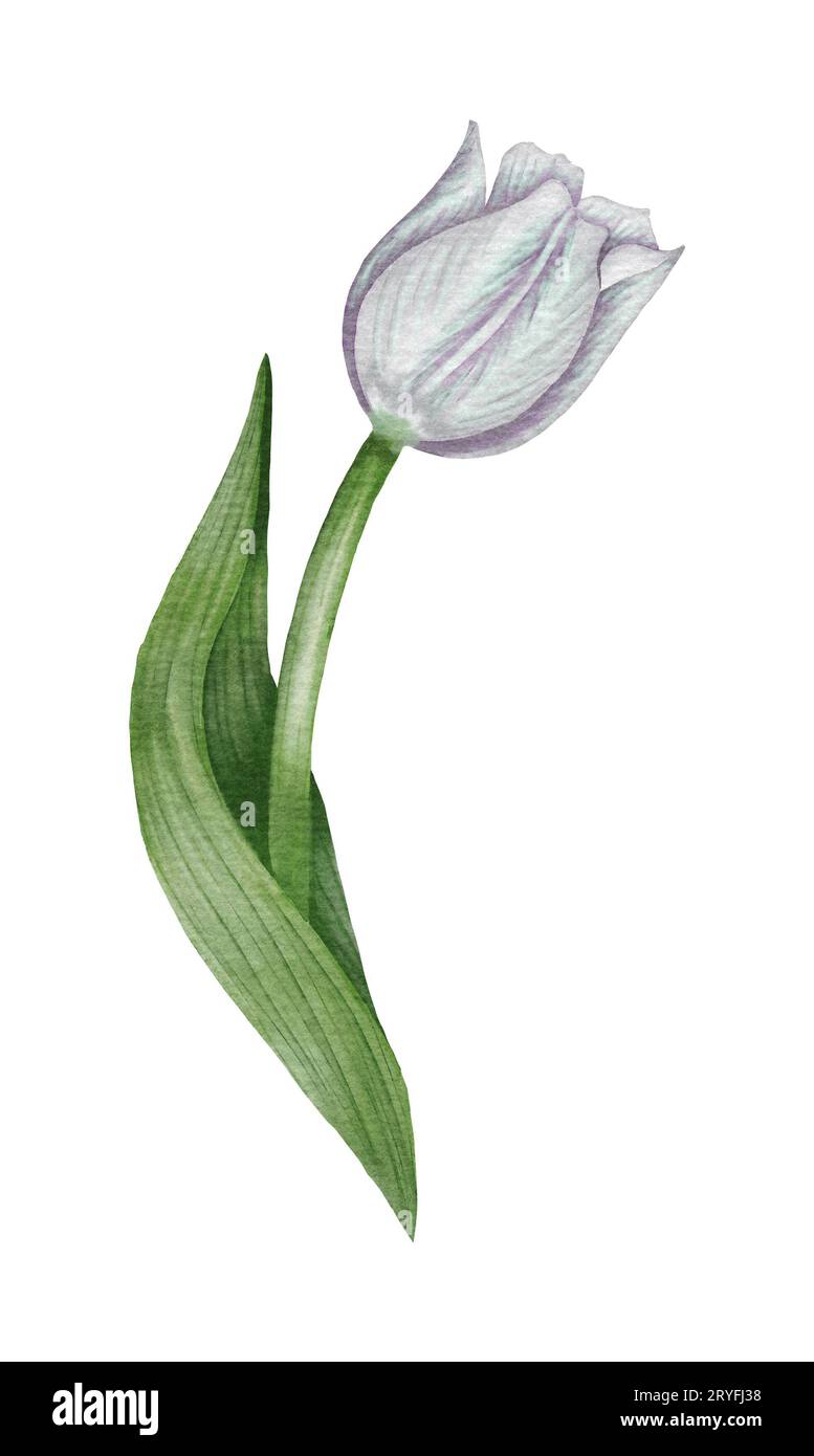 Illustrazione a tulipano di colore bianco ad acquerello Foto Stock