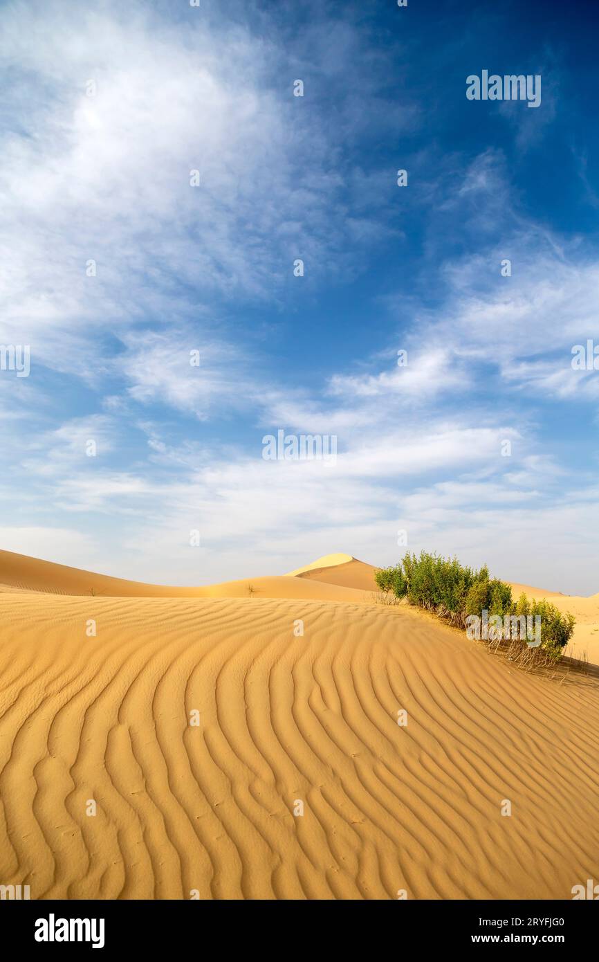 Arbusti desertici nel deserto, paesaggio naturale durante una luminosa giornata di sole ad Abu Dhabi Foto Stock