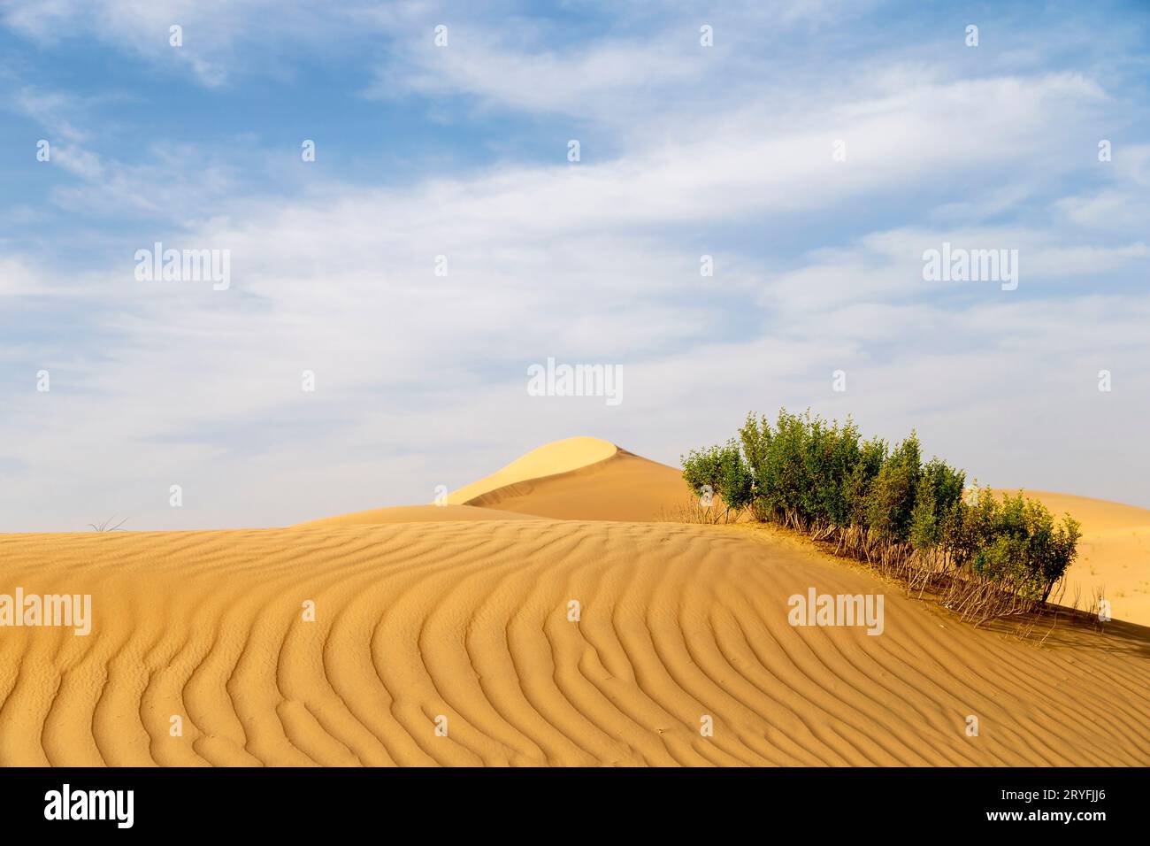Arbusti desertici nel deserto, paesaggio naturale durante una luminosa giornata di sole ad Abu Dhabi. Foto di alta qualità. Foto Stock