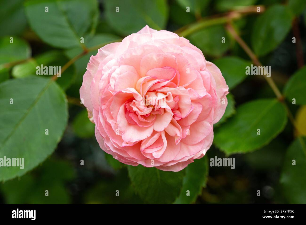 Fiore rosa che cresce sul giardino all'aperto. Rosa chinensis Foto Stock