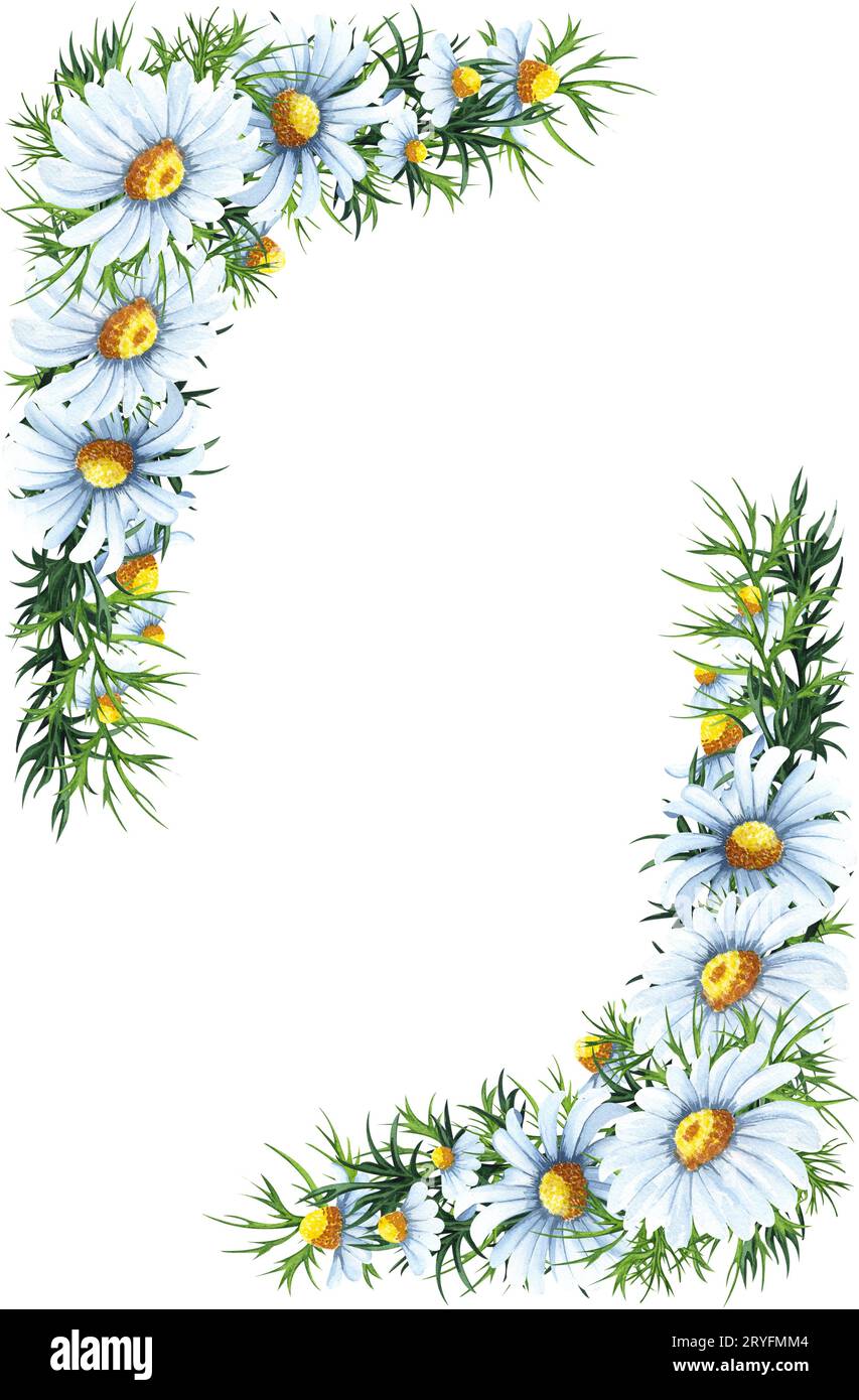 Corona floreale ad acquerello con camomile, foglie, fogliame, rami, foglie di felce e spazio per il testo. Perfetto per matrimoni Foto Stock