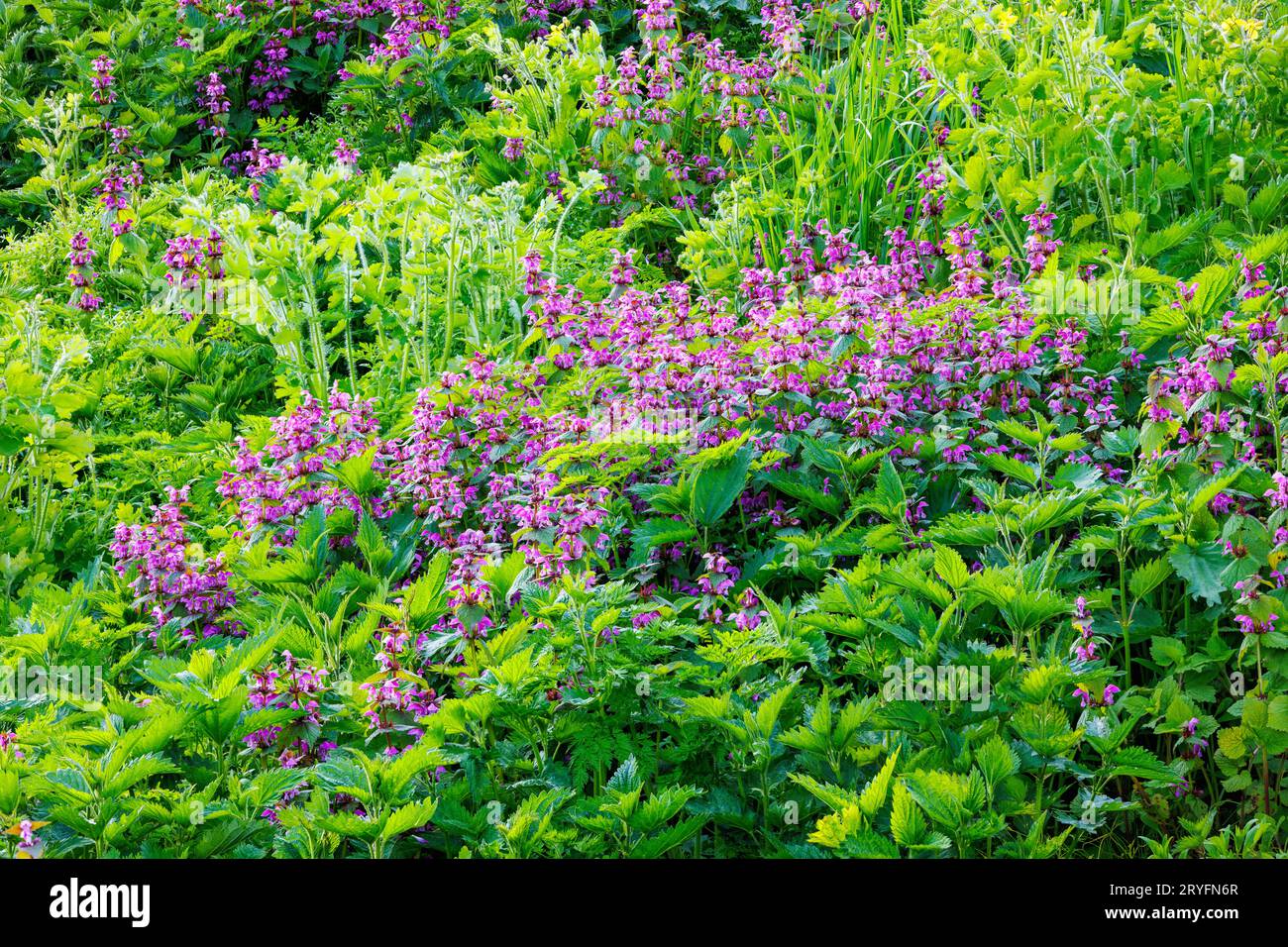 Ortica rossa morta in fiore - Lamium purpurpurpureum Foto Stock