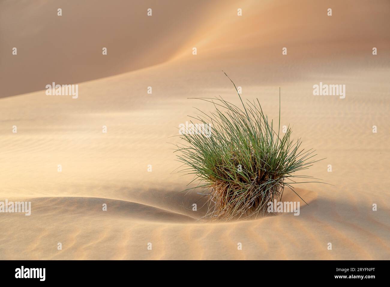 Arbusti desertici tra dune di sabbia a Liwa Abu Dhabi, negli Emirati Arabi Uniti. Splendida scena paesaggistica. Foto di alta qualità. Foto Stock