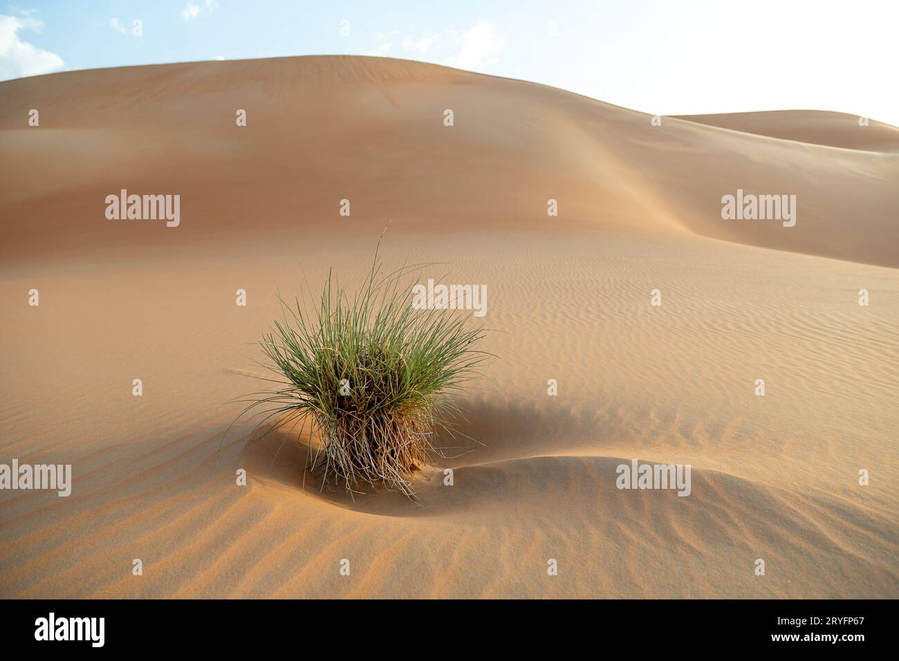 Arbusti desertici tra dune di sabbia a Liwa Abu Dhabi, negli Emirati Arabi Uniti. Splendida scena paesaggistica. Foto di alta qualità. Foto Stock
