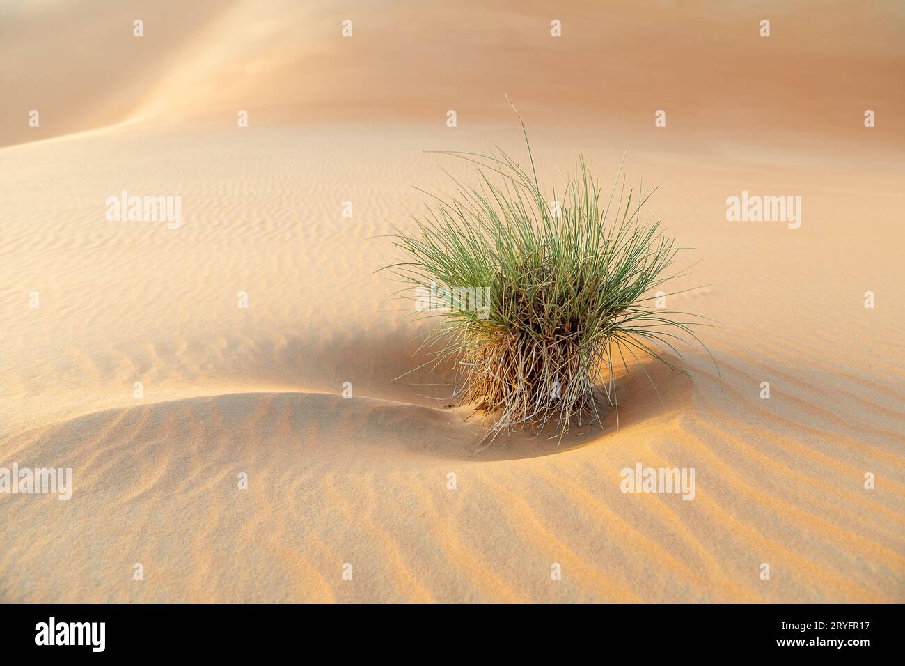 Arbusti desertici tra dune di sabbia a Liwa Abu Dhabi, negli Emirati Arabi Uniti. Splendida scena paesaggistica. Foto Stock