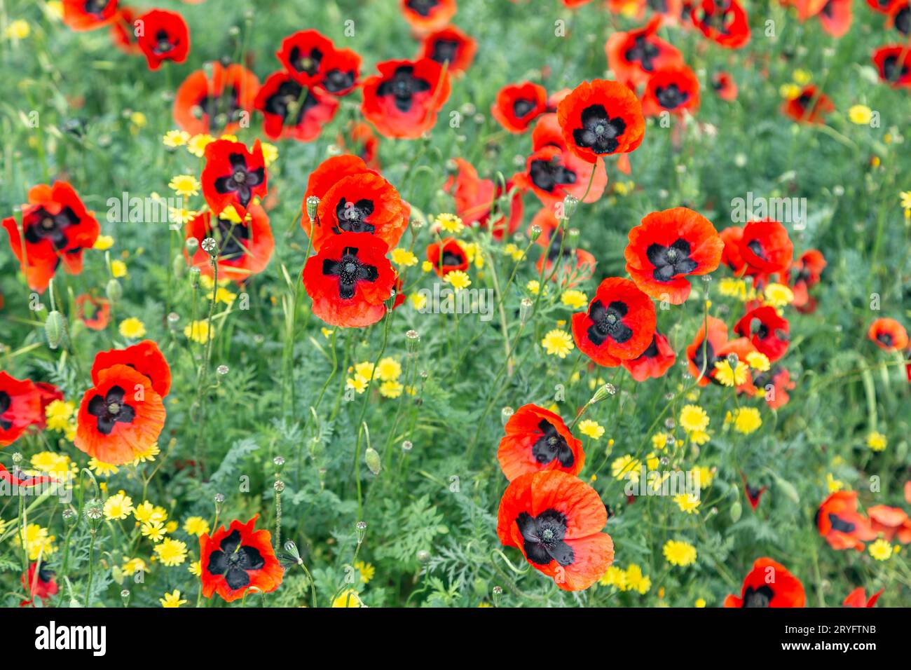 Campo di papaveri rossi in estate, simbolo del giorno della memoria Foto Stock