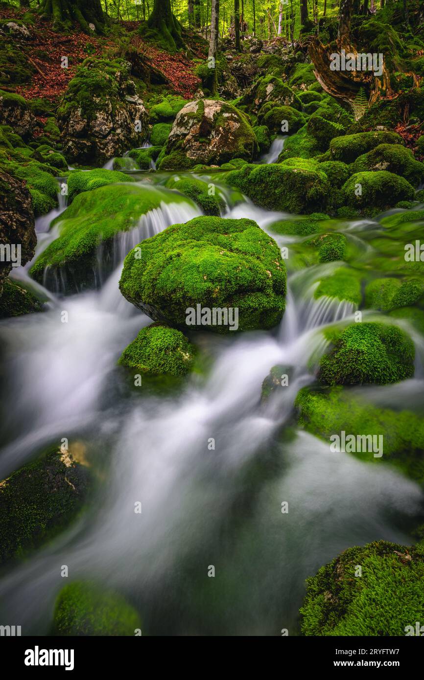 Incredibile foresta primaverile e ruscello con cascate sulle verdi rocce mossy Foto Stock