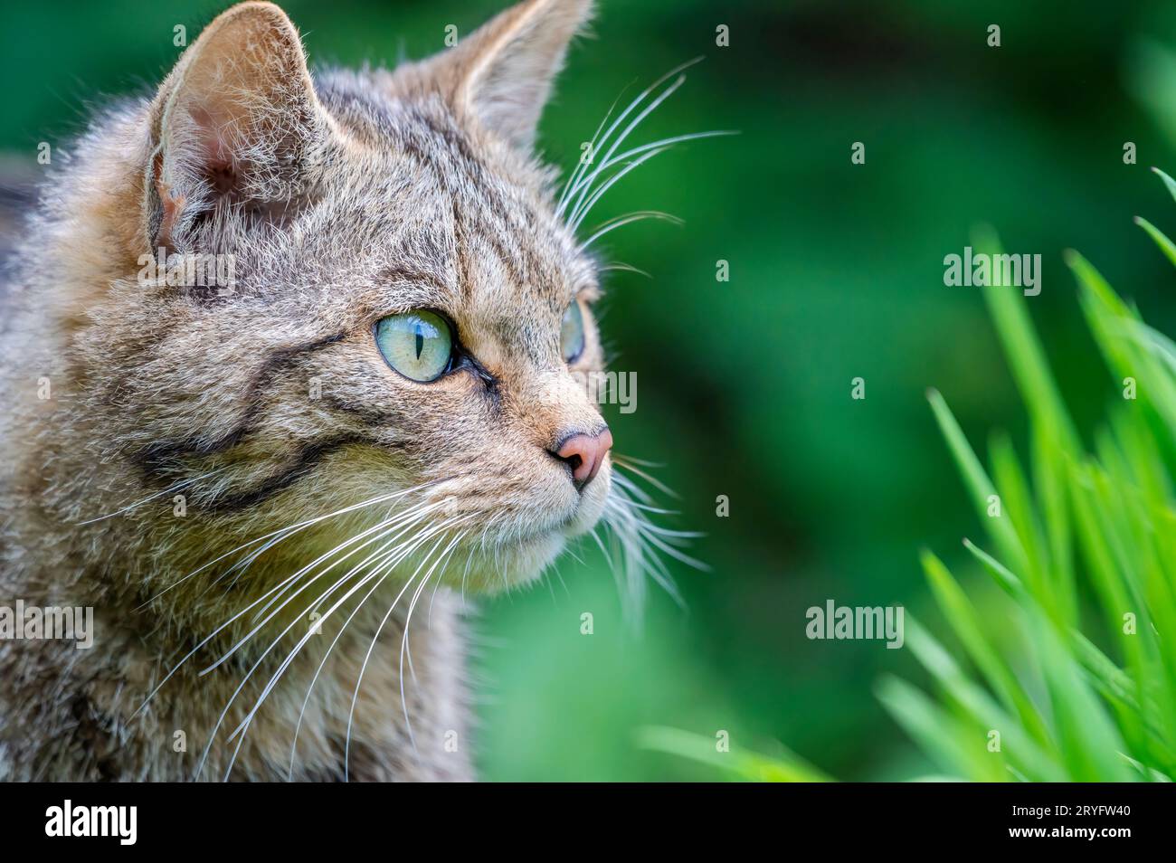 Scottish wildcat, Felis silvestris grampia Foto Stock