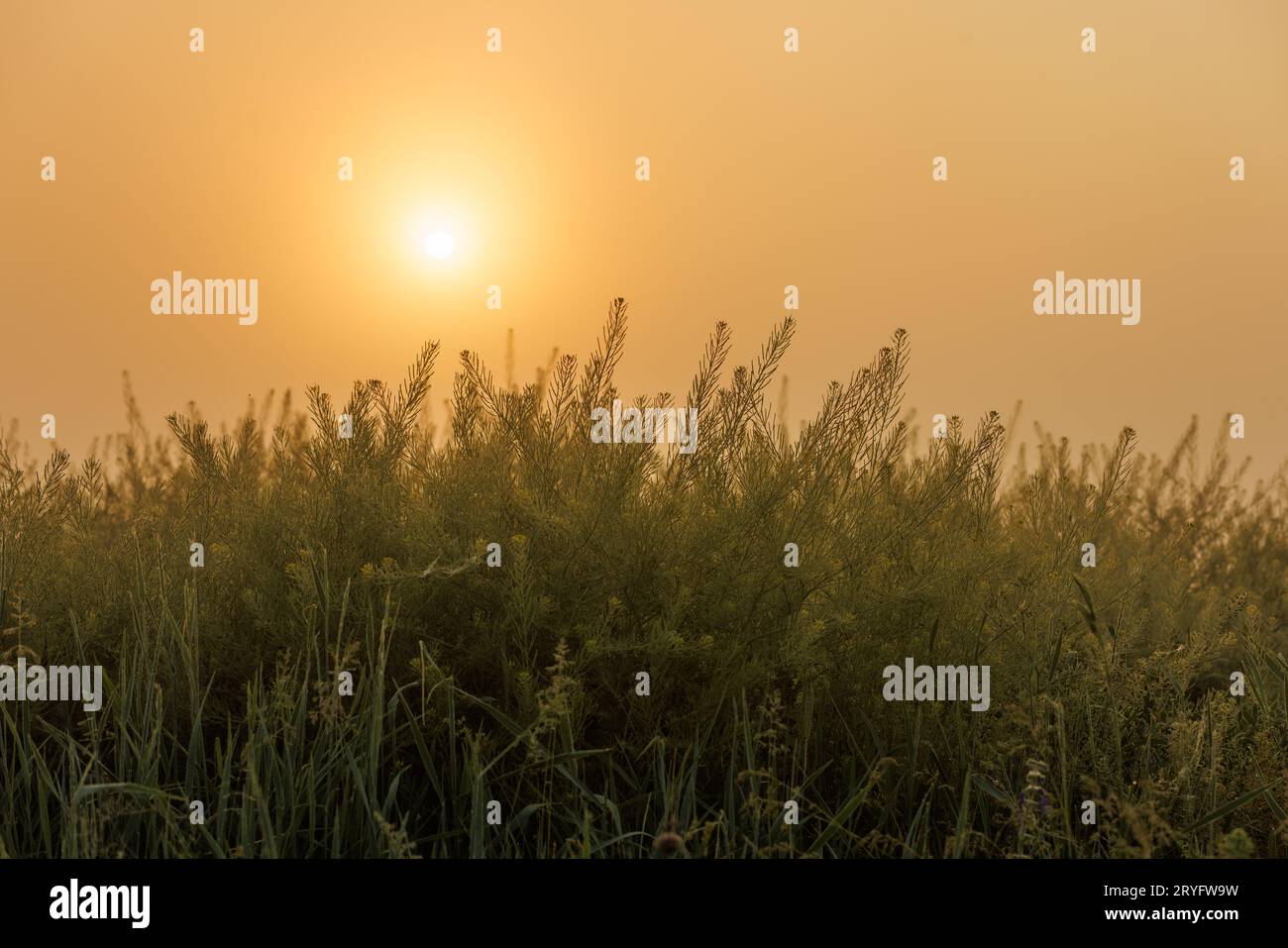 Sole nascente su un cielo limpido e sfumato con erba verde in primo piano sfocato Foto Stock