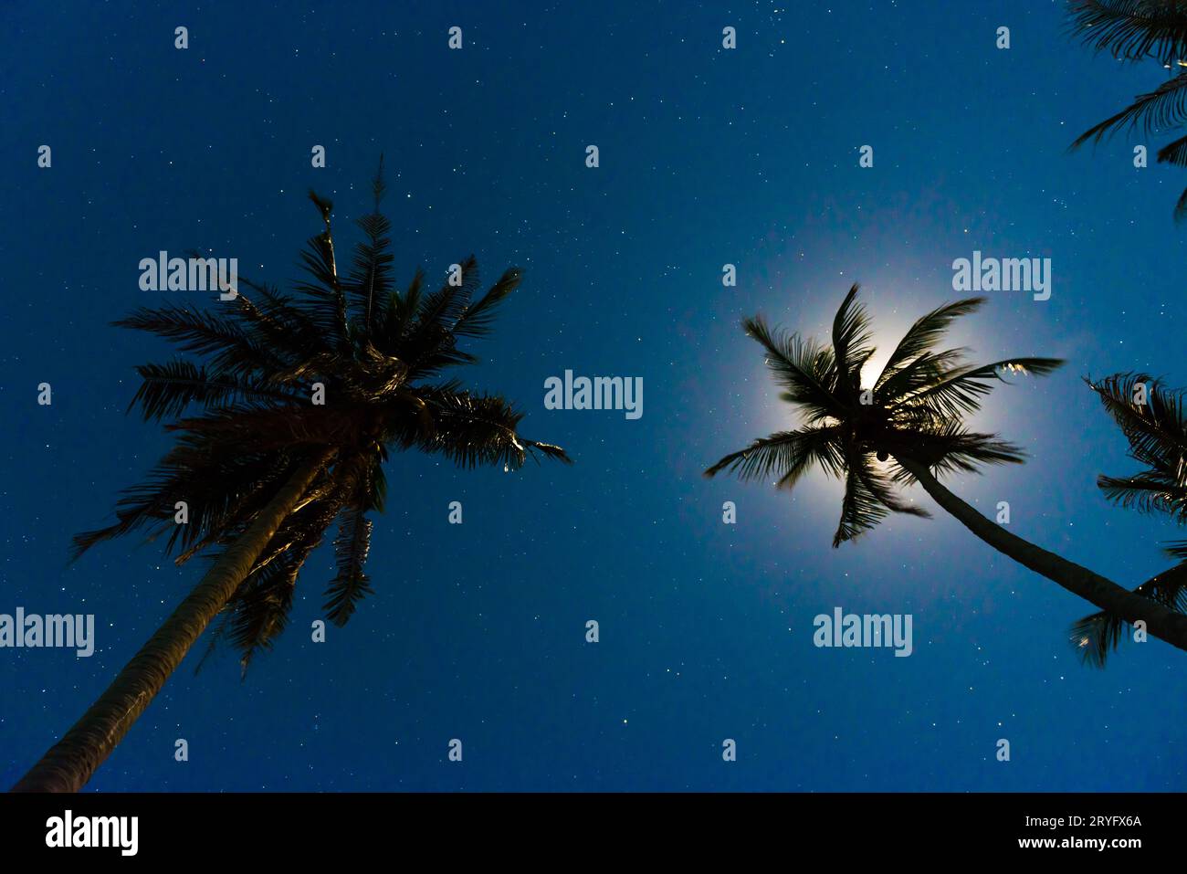 Palme sotto la notte blu scuro Foto Stock