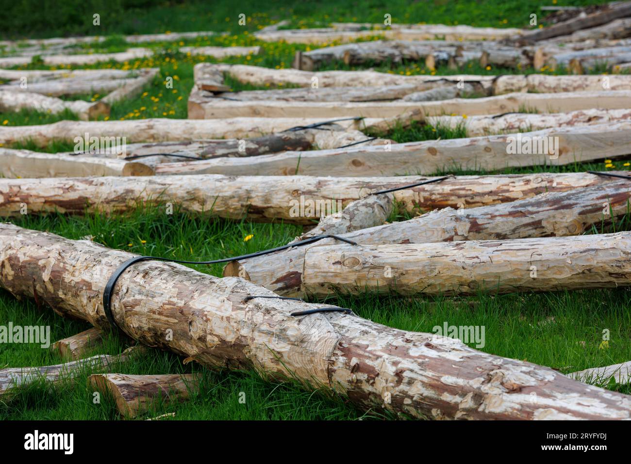 Collegamento a strisce in acciaio forgiato di travi in legno per telai di sostegno per tetti posati su erba verde nelle giornate estive Foto Stock