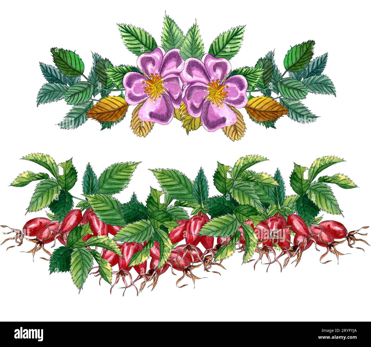 Set floreale di bordi con rosa selvatica rosa rosa, rosa canina, foglie verdi e bacche rosse, disegno acquerello a mano. Design per invitati Foto Stock
