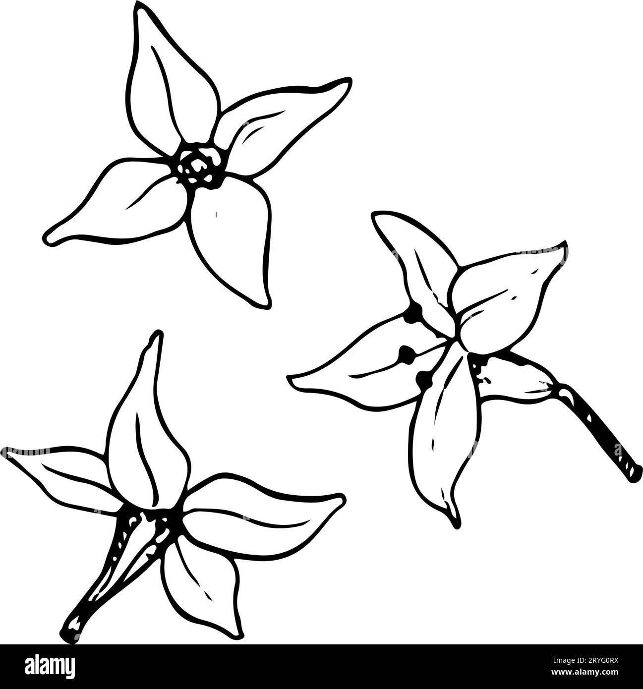 Piccoli fiori vettoriali di spina dorsale con quattro petali illustrazioni floreali. Disegno grafico dell'impianto in bianco e nero Illustrazione Vettoriale