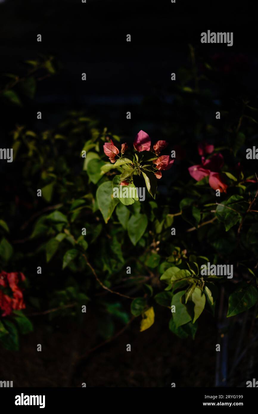 Fiori di cotone rossi di notte con lampada, visibile lateralmente. Primo piano dell'impianto di fioritura rossa Foto Stock