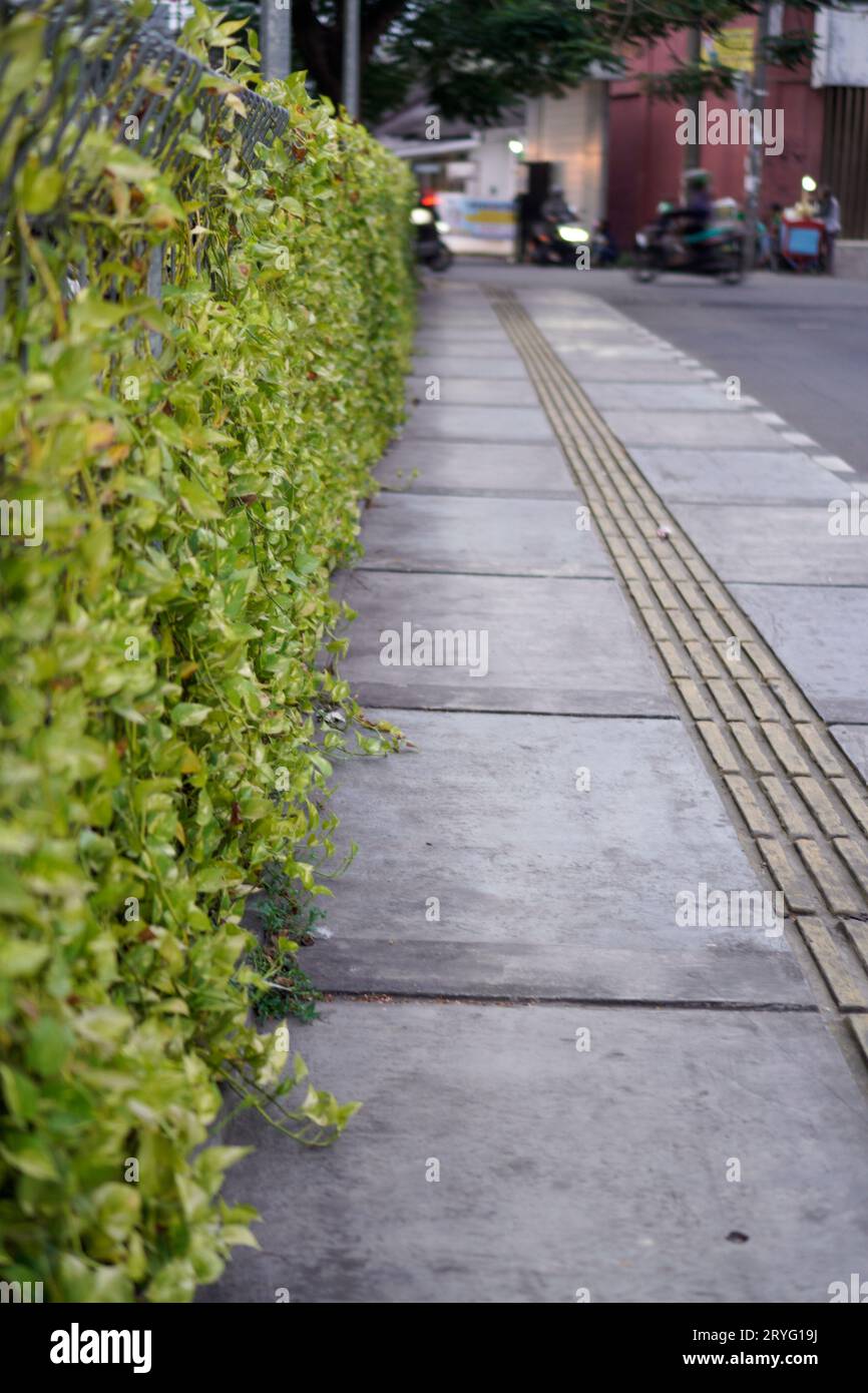 strade con struttura gialla per ciechi, con siepi ai lati. Foto Stock