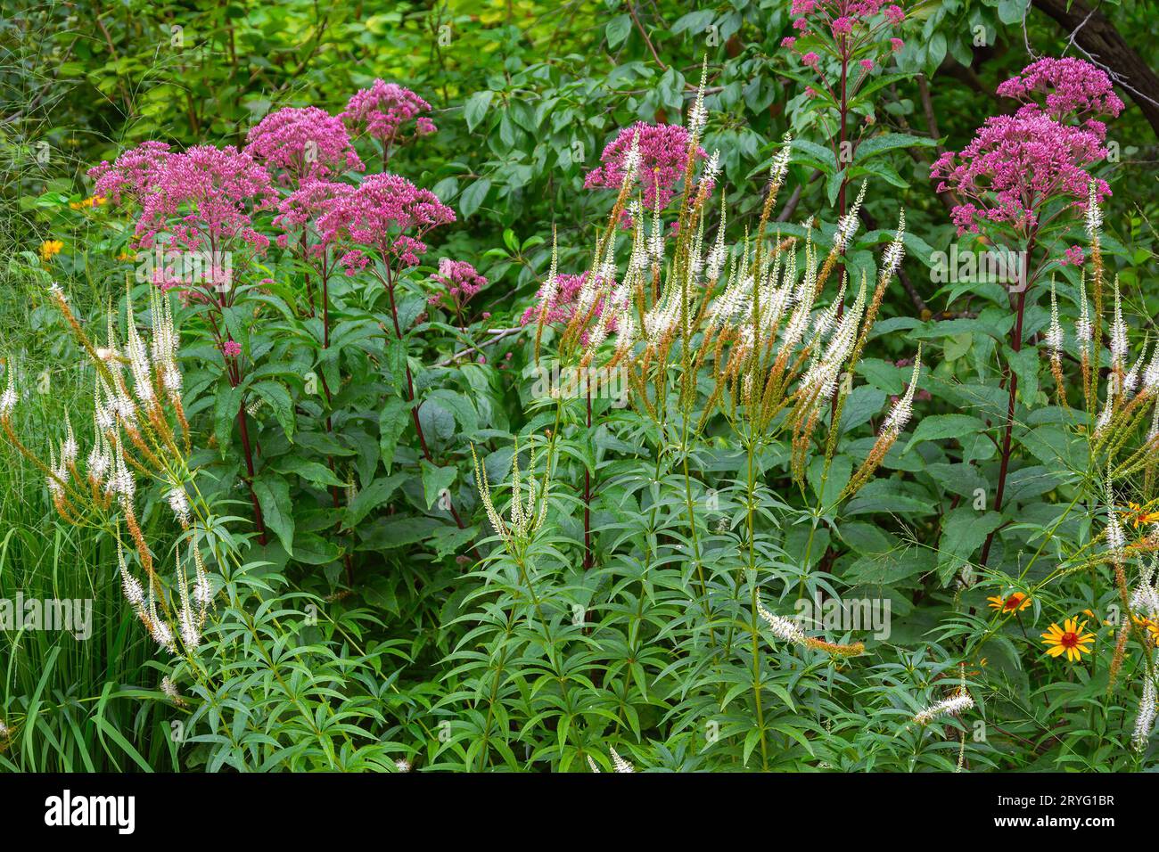 Cespugli di sublimi posconici e veronici tra i boschetti delle piante da giardino Foto Stock