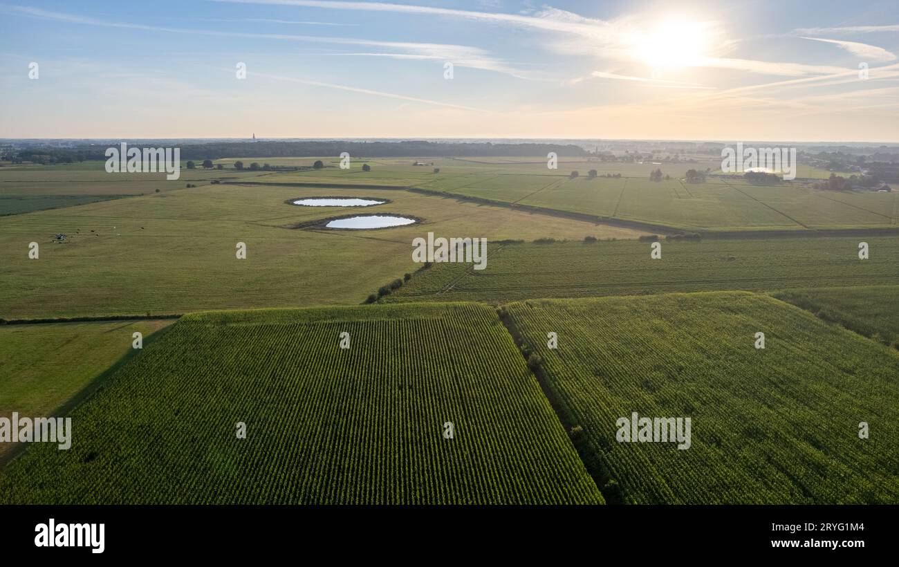 Ripresa aerea agricola con drone di linee pianeggianti della piantagione di colture agricole in ambiente rurale durante l'alba o il tramonto Foto Stock