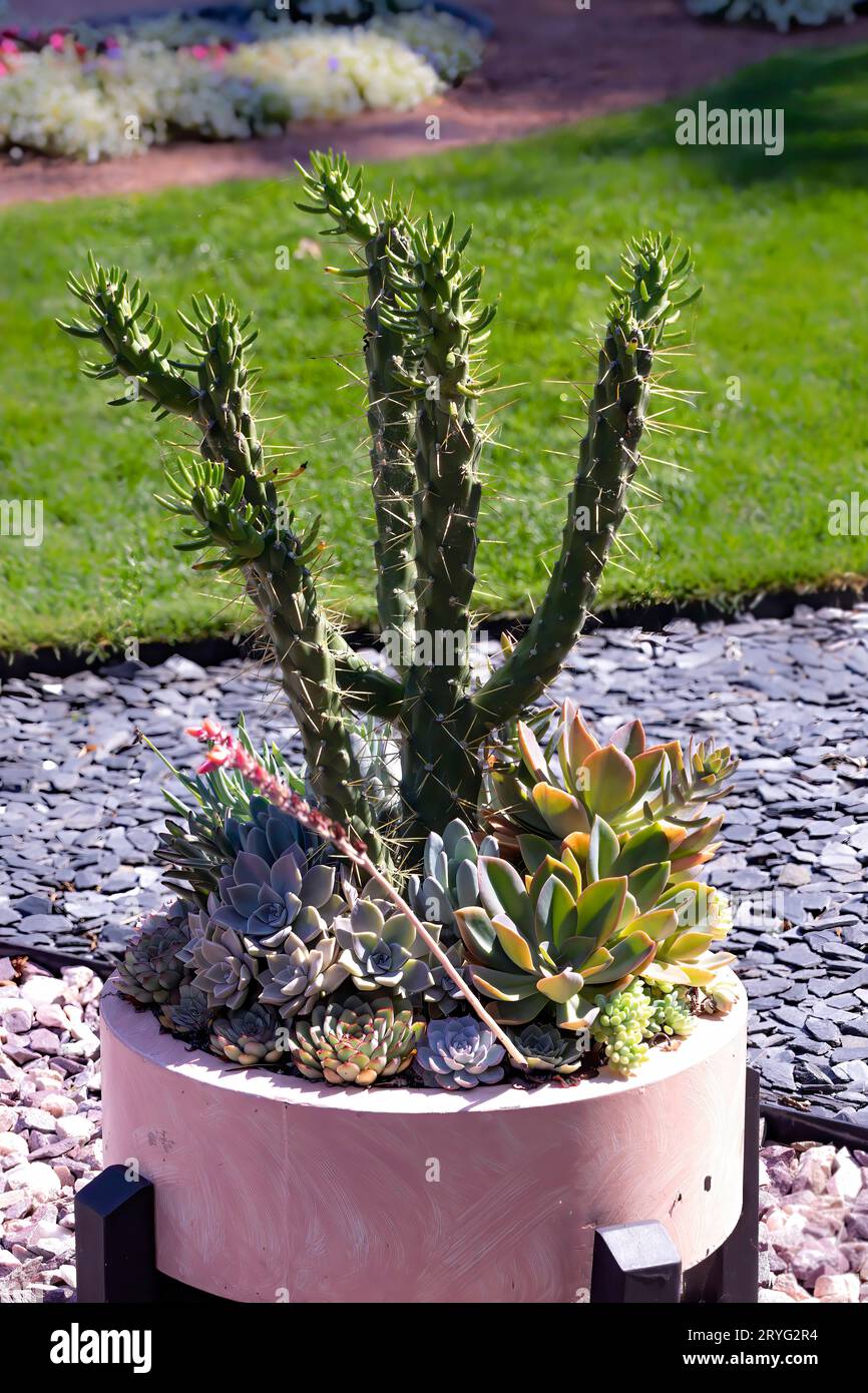 Contenitori in ceramica con piante nell'orto botanico Foto Stock
