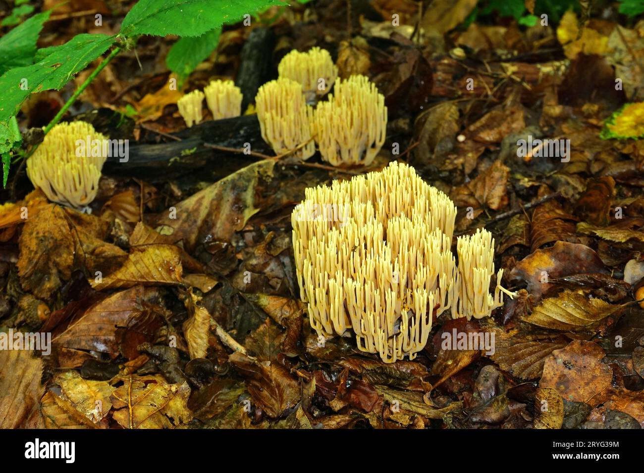 Bella clavaria; fungo corallino rosa; bella clavaria Foto Stock