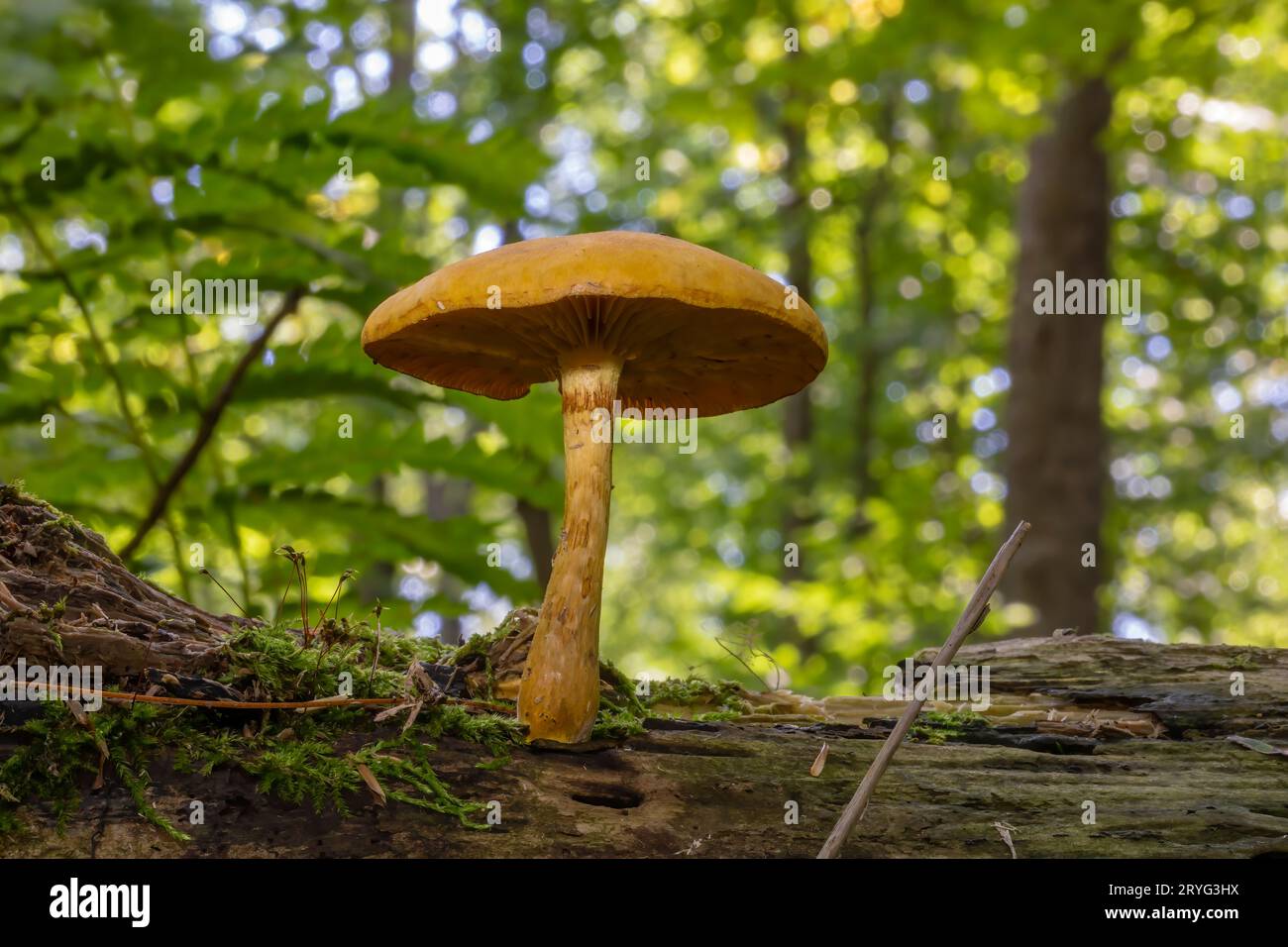 Funghi autunnali che distruggono il legno Foto Stock