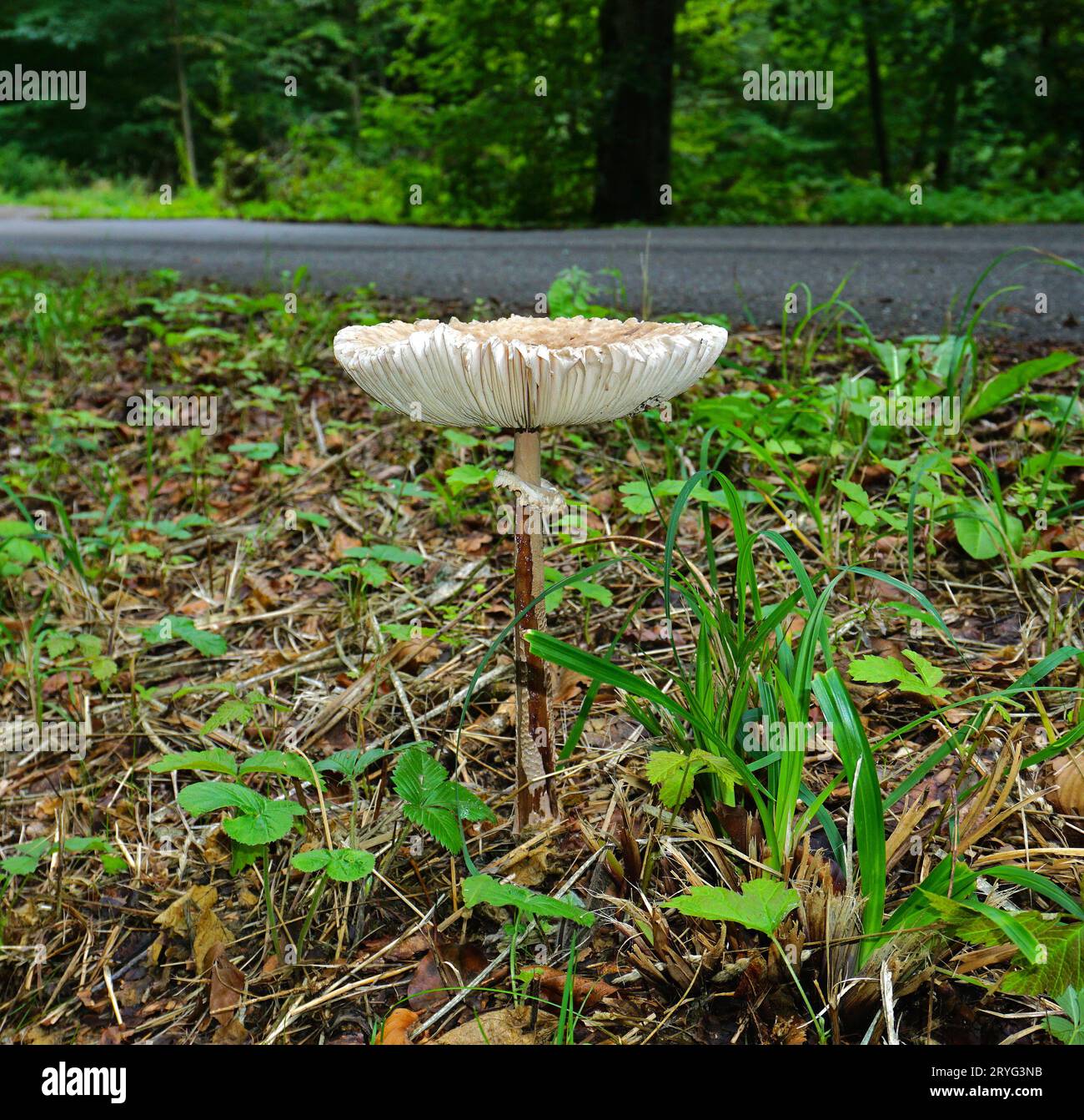 Fungo Parasol; Macrolepiota procera; Foto Stock