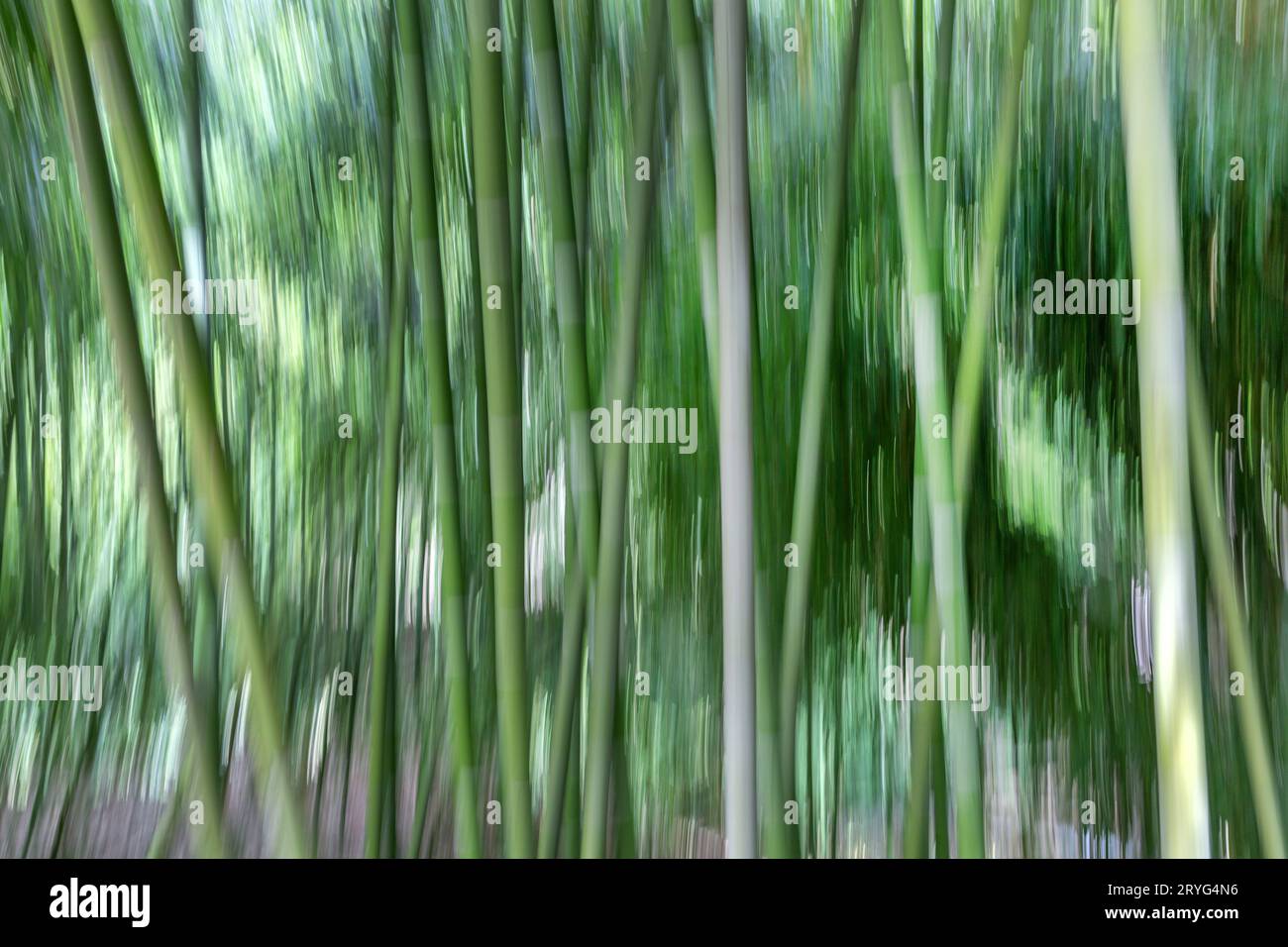 Sfondo in movimento creativo naturale della foresta di bambù, foto creata con movimento intenzionale della fotocamera Foto Stock