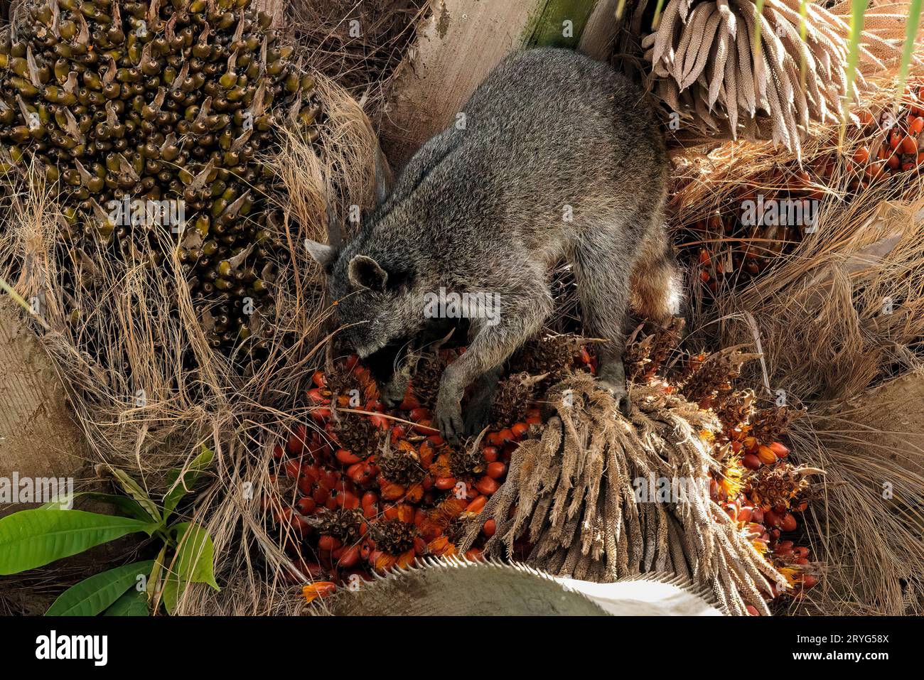 Procione comune in cerca di cibo vicino al parco nazionale del Corcovado, Costa Rica Foto Stock