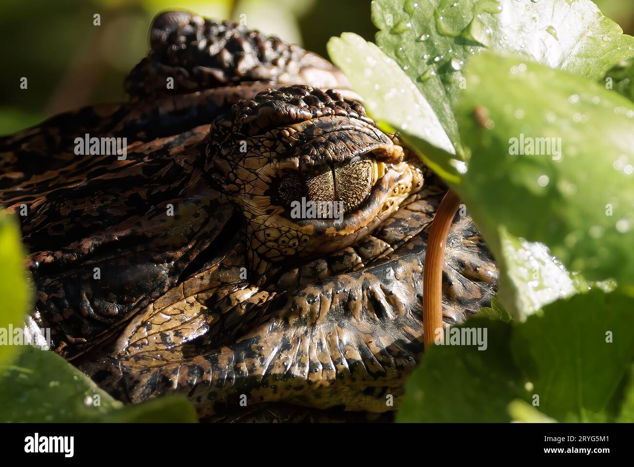 Primo piano di fronte e occhio di un alligatore nel fiume Tortuguero, Costa Rica Foto Stock