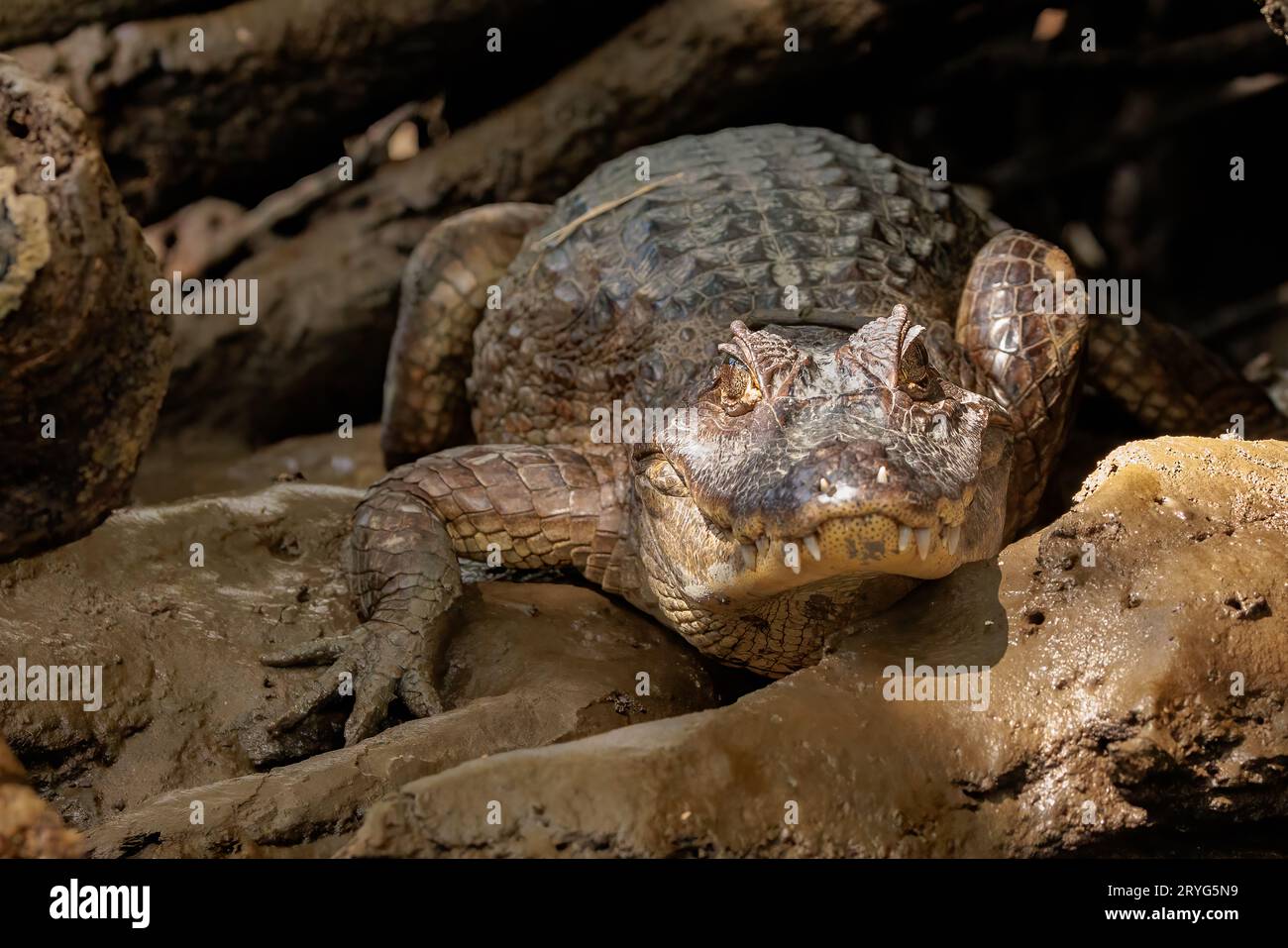 Alligatore che riposa sulla riva del fiume Tortuguero in una giornata di sole, in Costa Rica Foto Stock