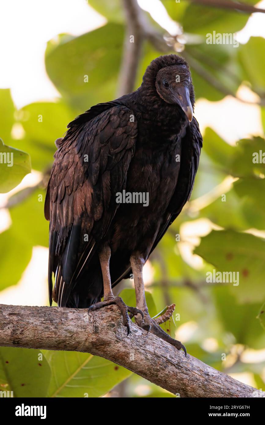 Avvoltoio nero americano, alias Urubu, arroccato su una filiale a Tortuguero, Costa Rica Foto Stock