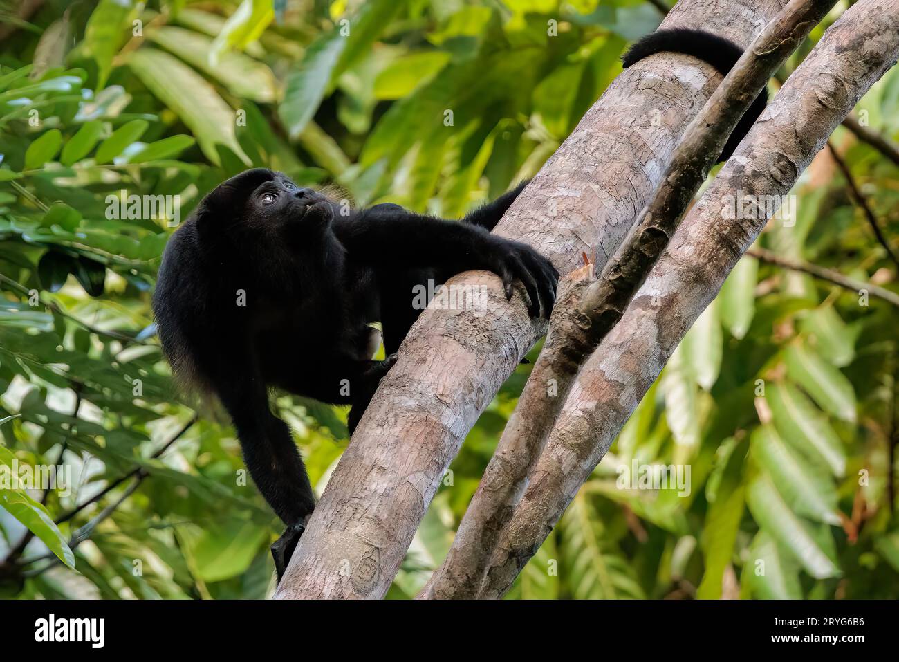 Scimmia urlatrice su un albero che guarda verso l'alto nel parco nazionale del Corcovado, Costa Rica Foto Stock