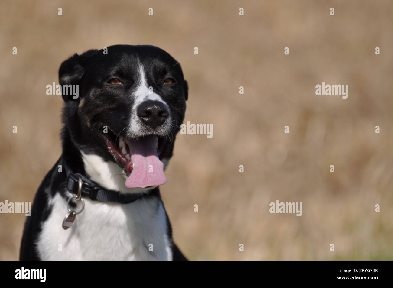 Cane di razza mista con grinelle di pelliccia bianca e nera alla telecamera Foto Stock