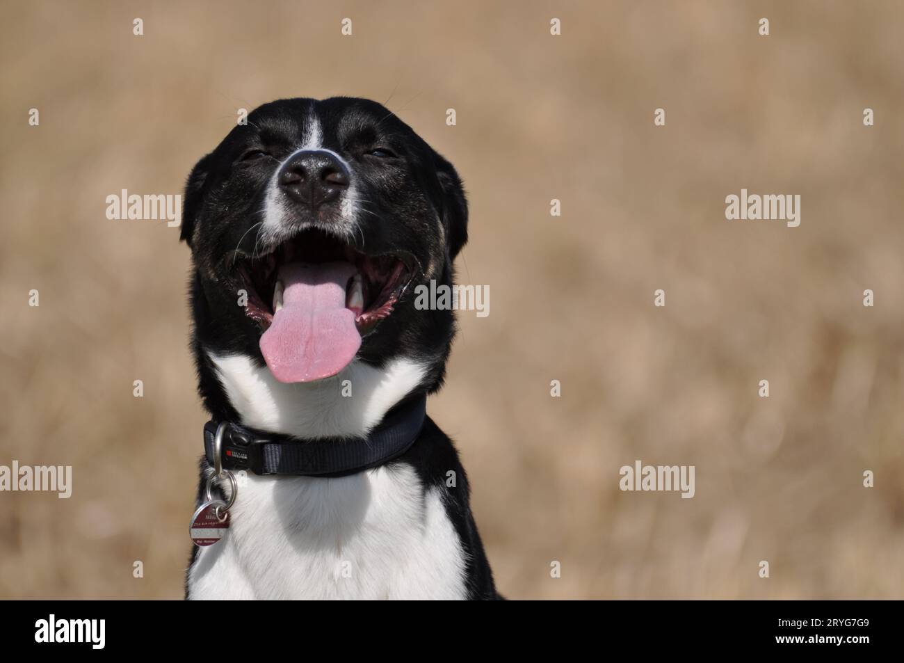 Cane di razza mista con pelliccia bianca e nera sorride alla telecamera Foto Stock